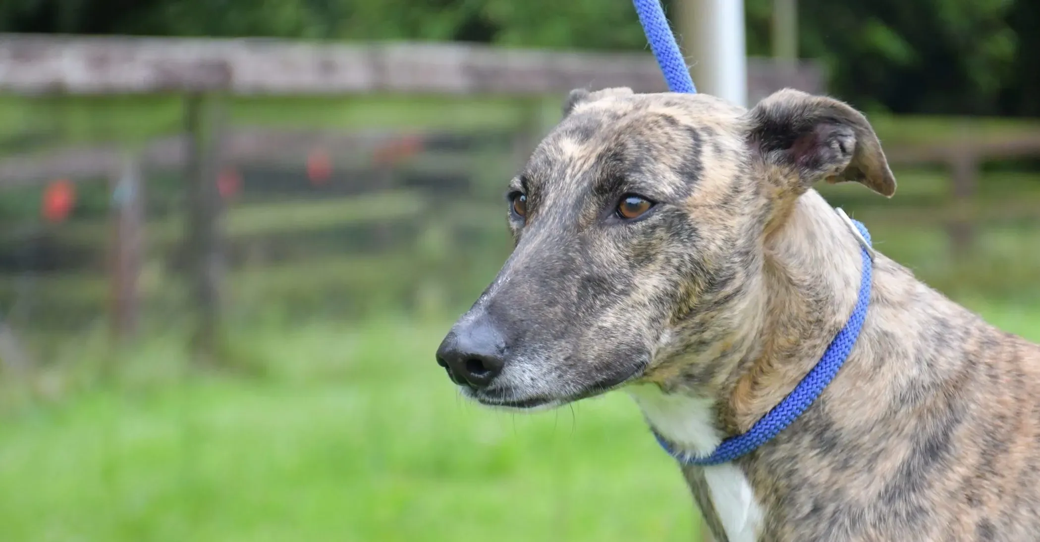 Monica adozione levrieri greyhound 4 scaled e1657377948651