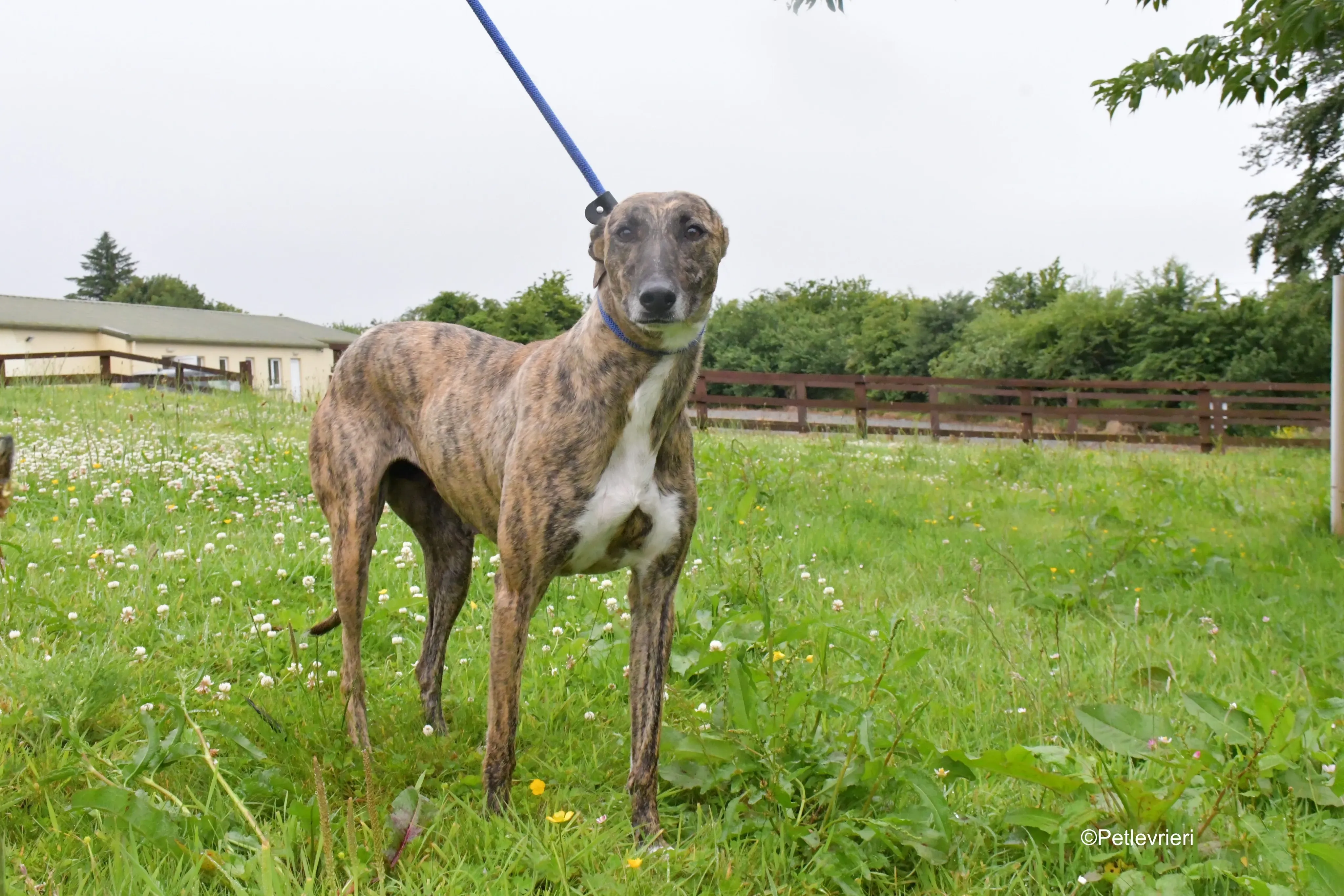 Monica adozione levrieri greyhound 6