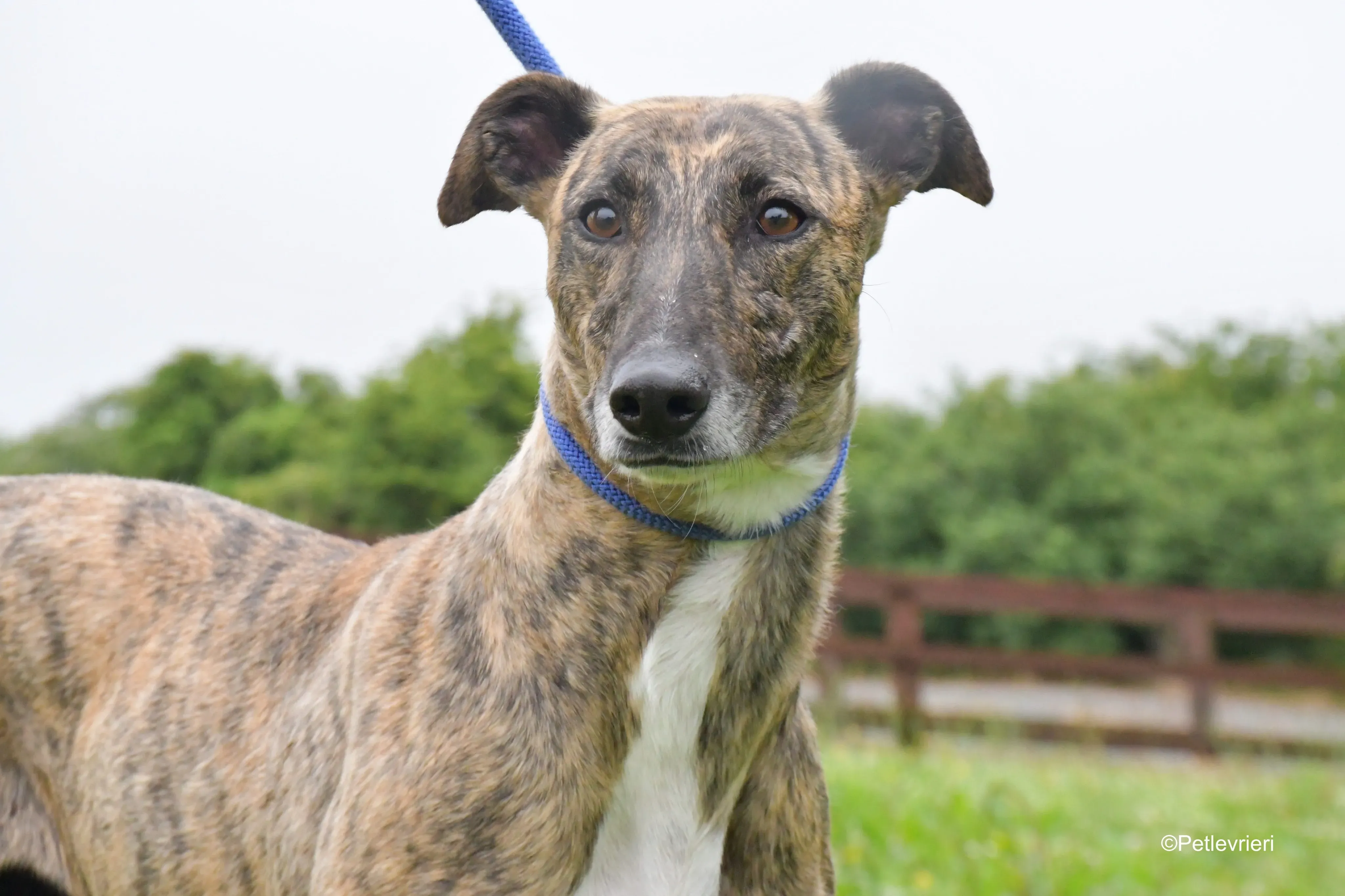 Monica adozione levrieri greyhound 8