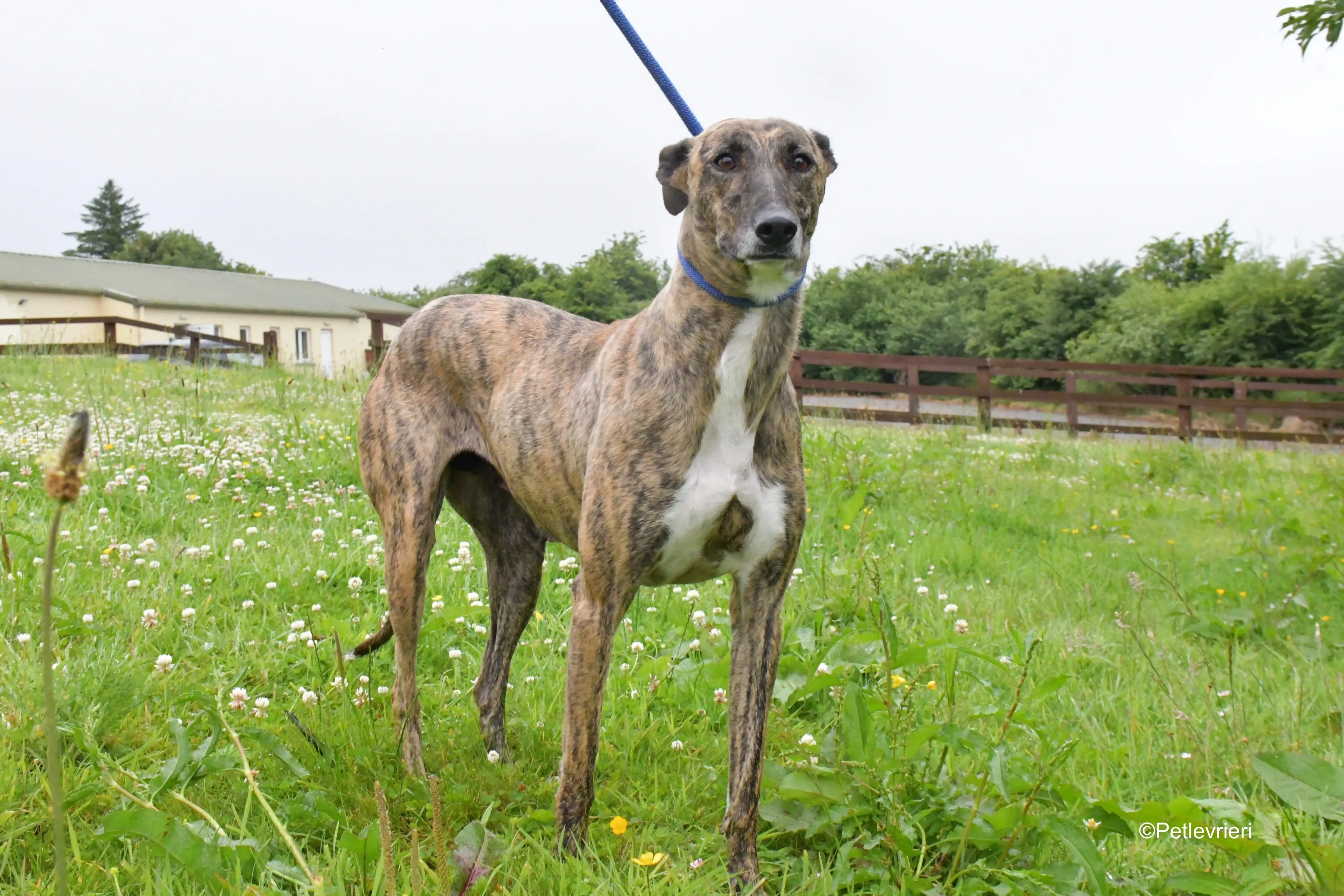 Monica adozione levrieri greyhound 9