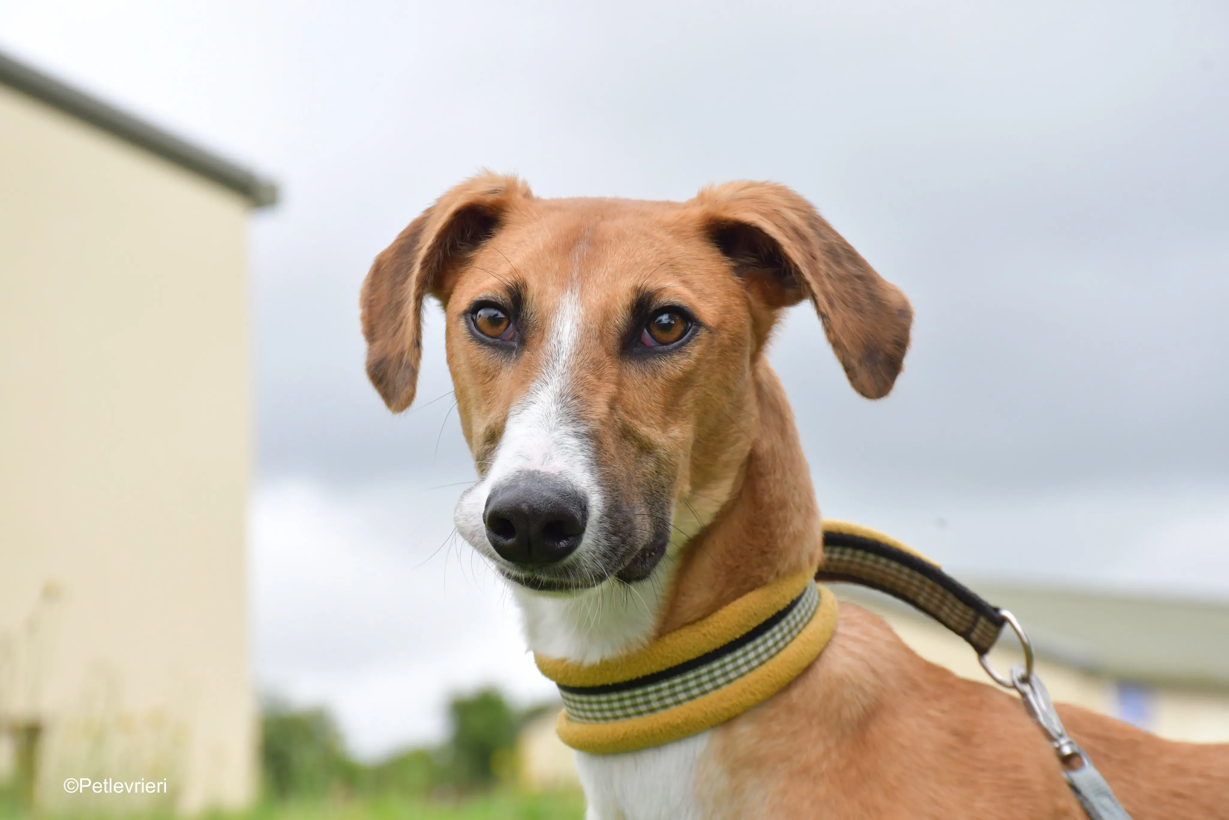 Monty adozione levrieri greyhound 1