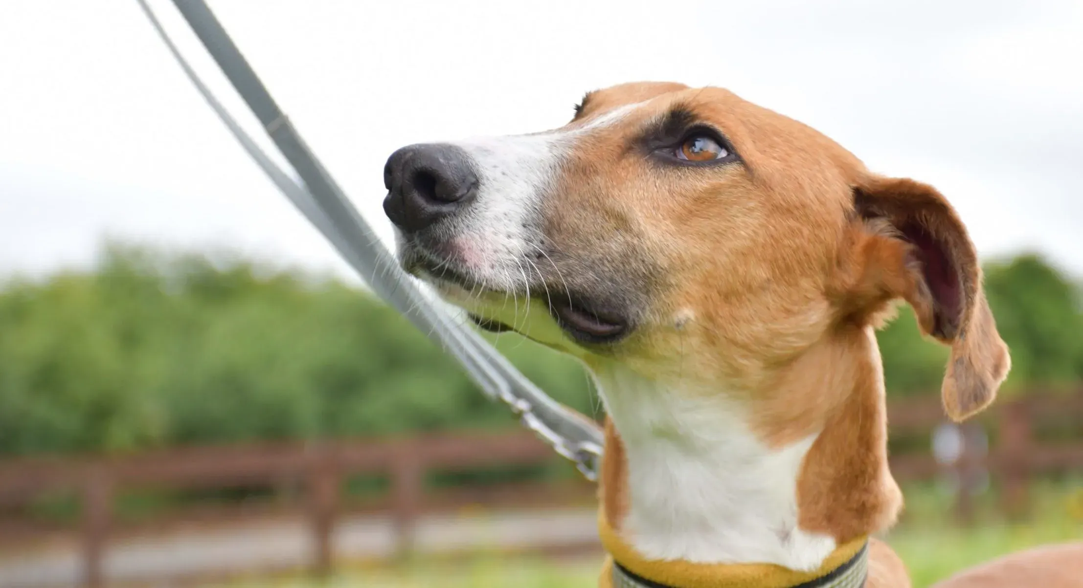 Monty adozione levrieri greyhound 110 scaled e1657381405485