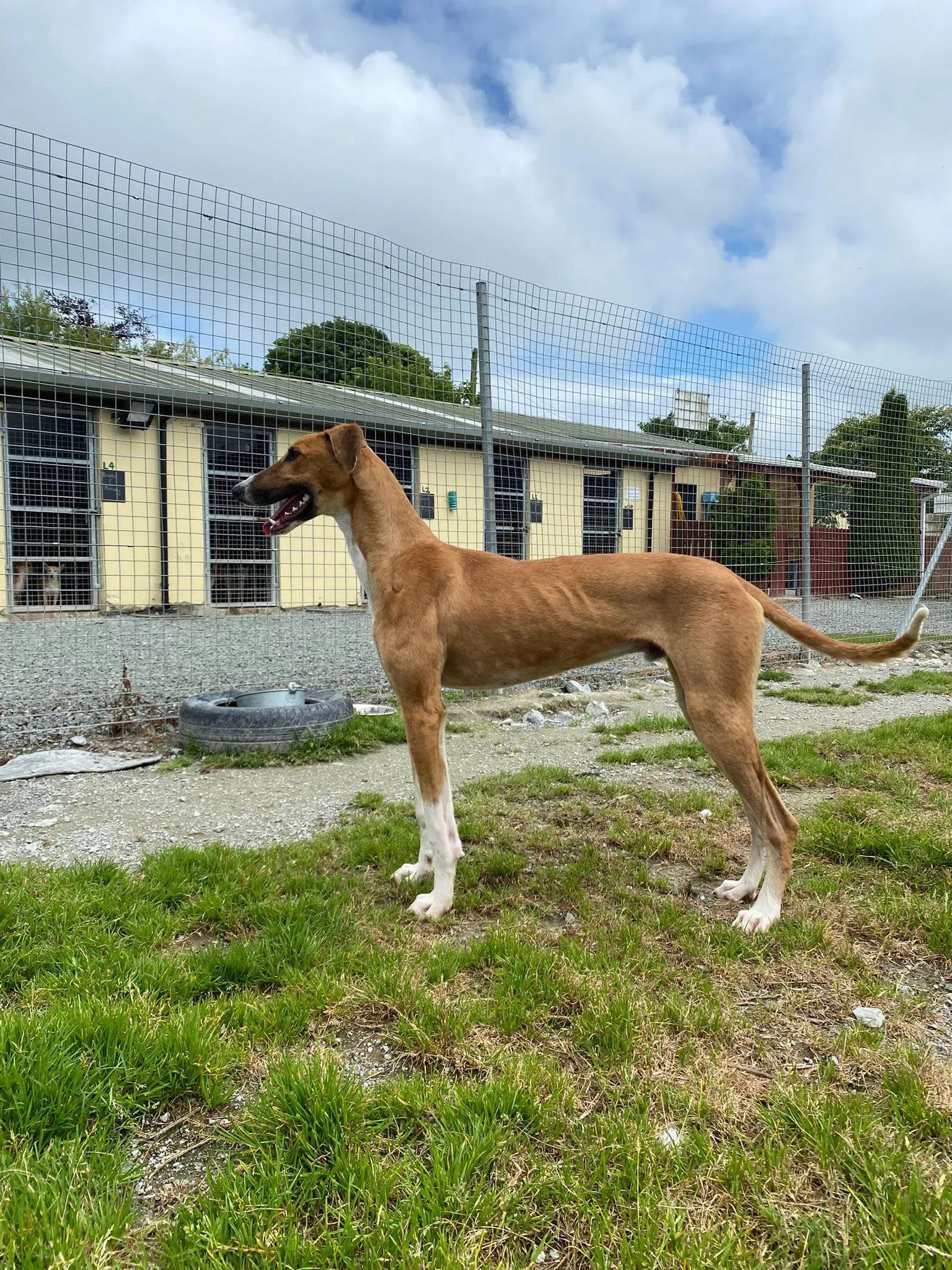 Monty adozione levrieri greyhound 15