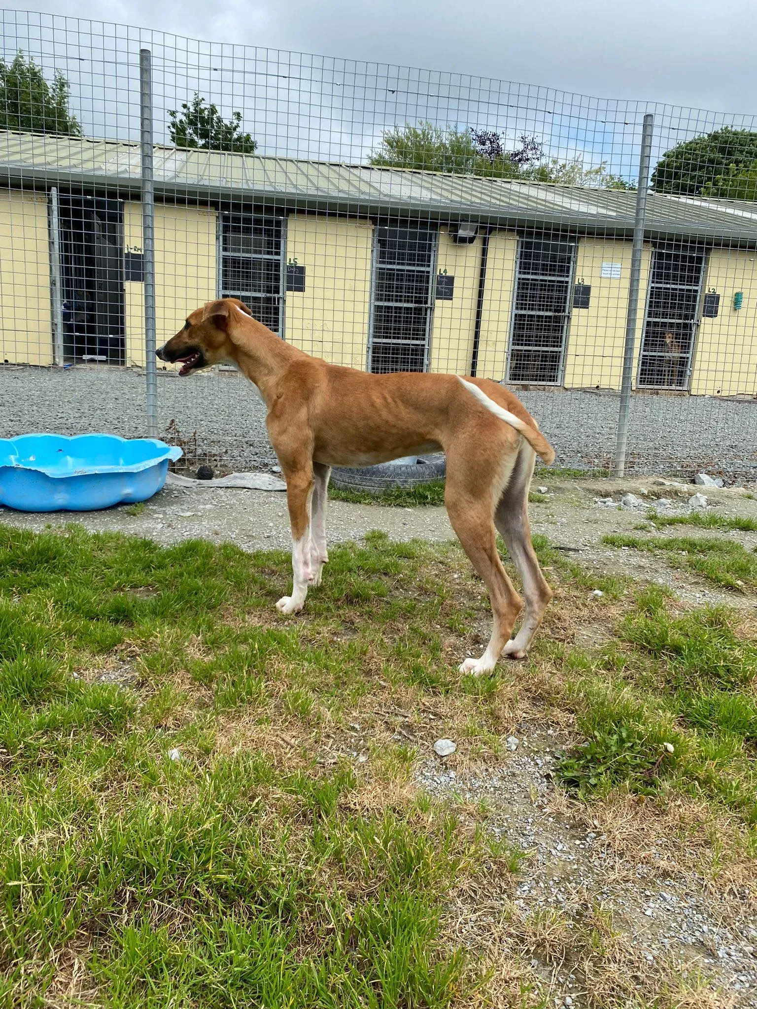 Monty adozione levrieri greyhound 16