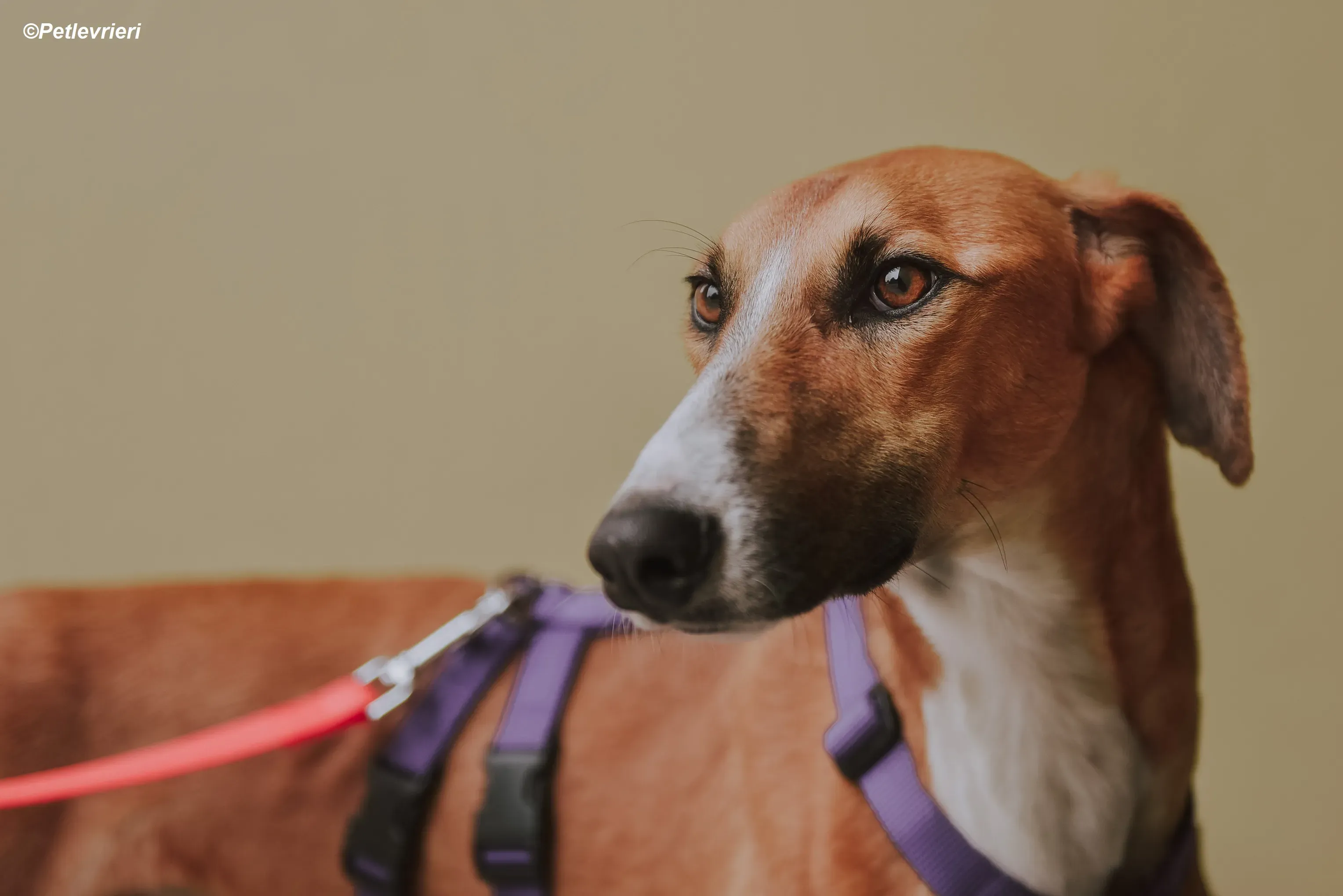 Monty adozione levrieri greyhound 17