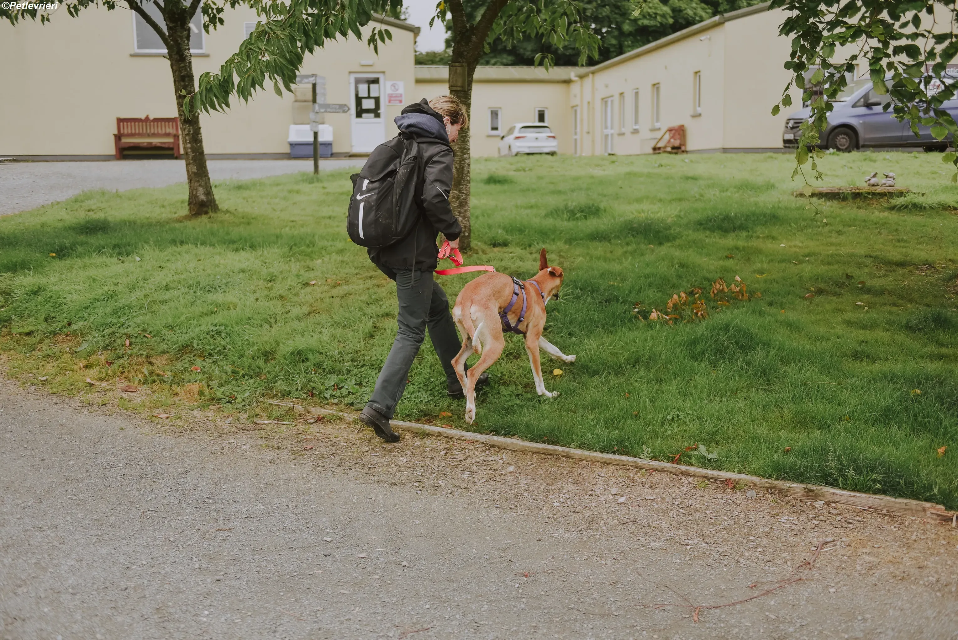 Monty adozione levrieri greyhound 18