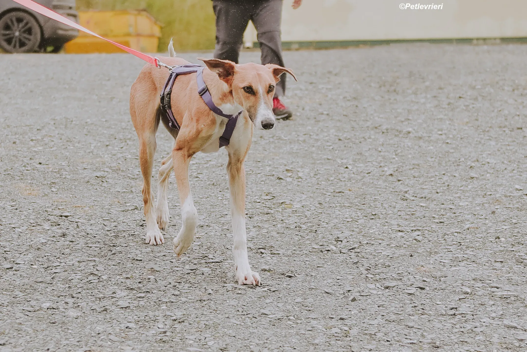 Monty adozione levrieri greyhound 19