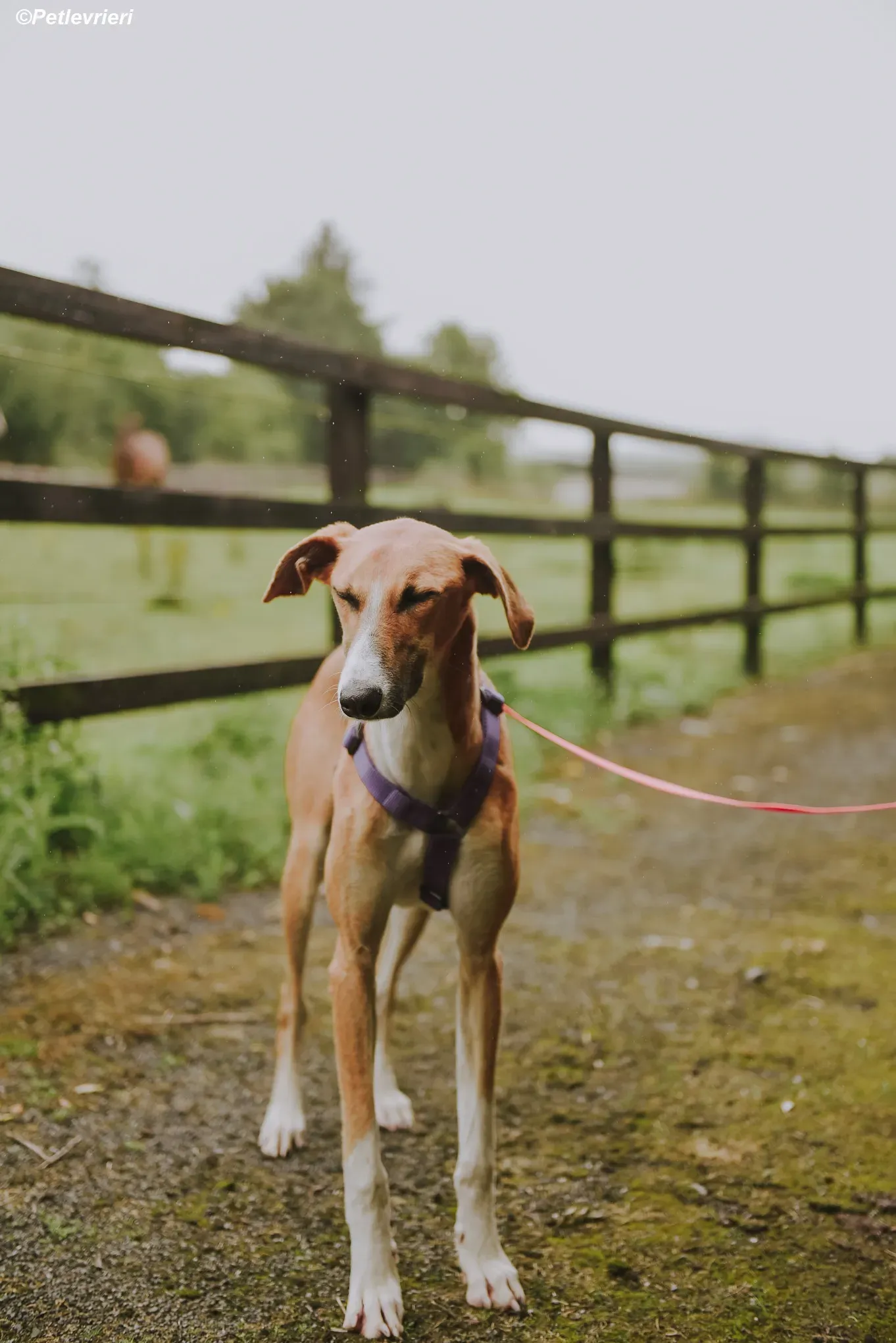 Monty adozione levrieri greyhound 20