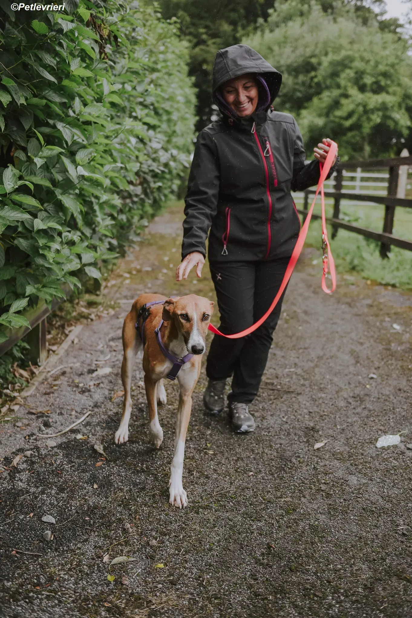 Monty adozione levrieri greyhound 21