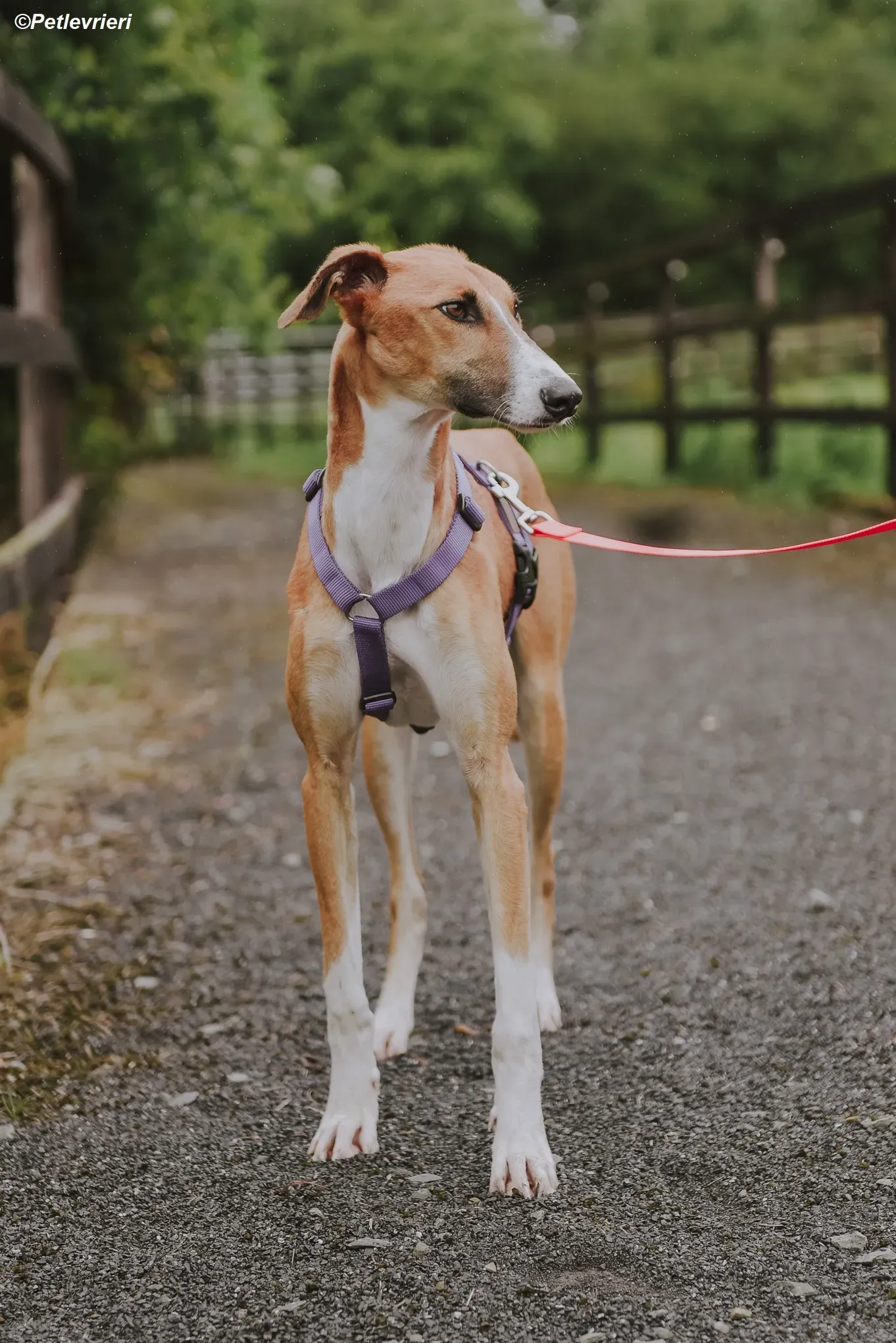 Monty adozione levrieri greyhound 22