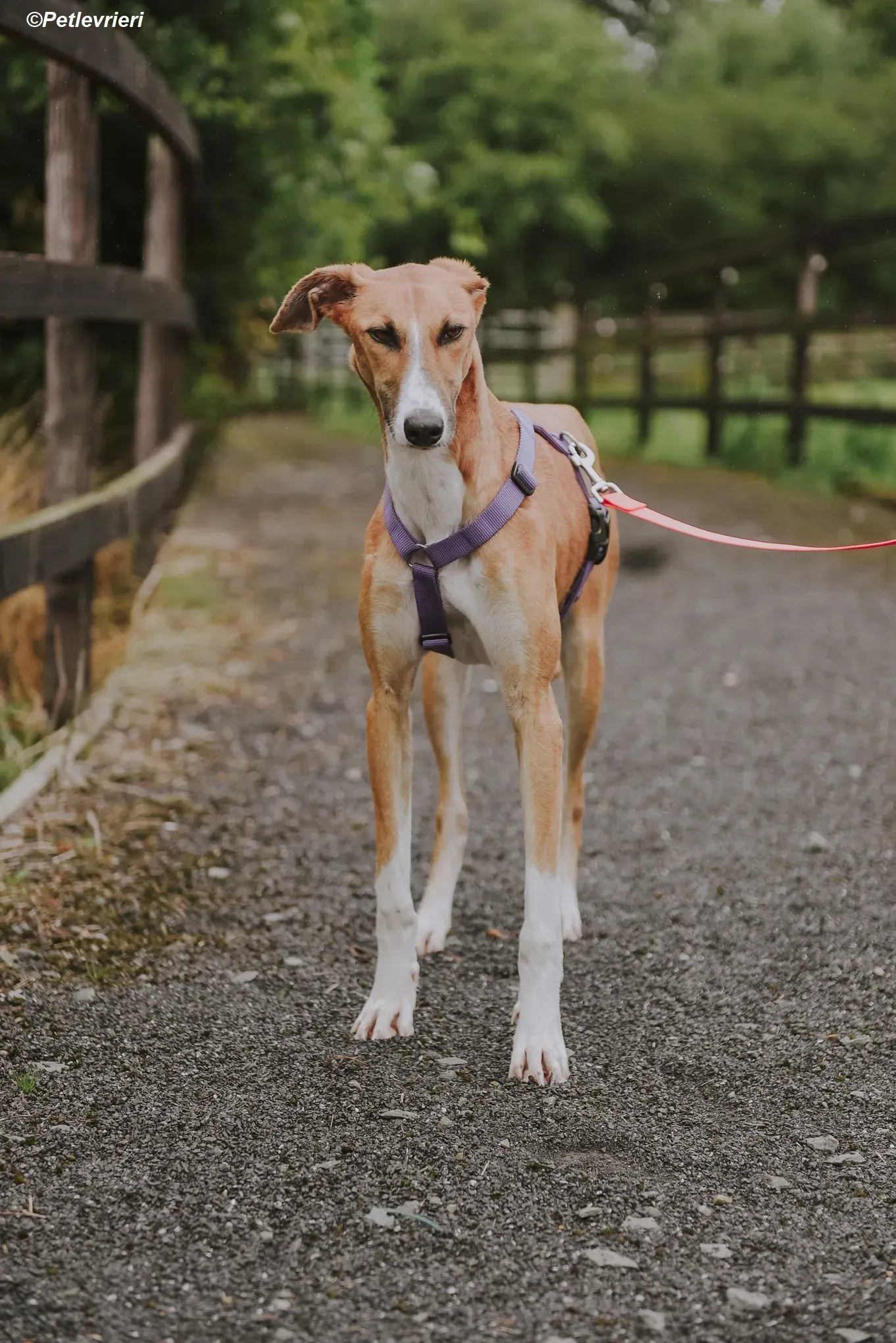 Monty adozione levrieri greyhound 23