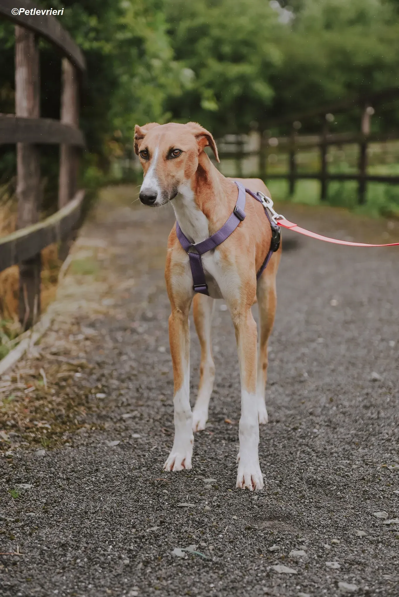 Monty adozione levrieri greyhound 24