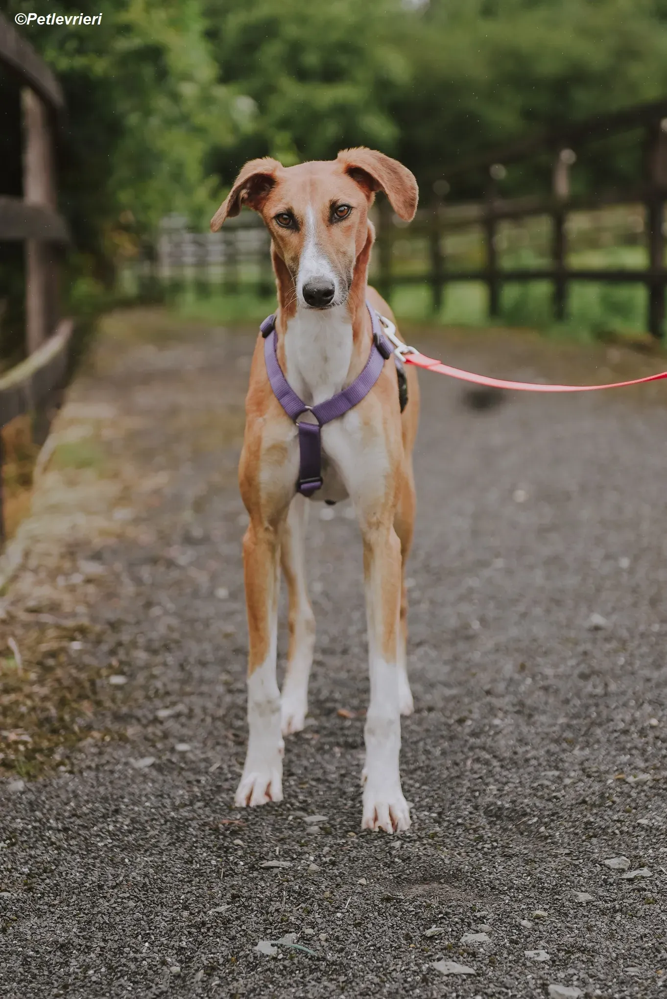 Monty adozione levrieri greyhound 25