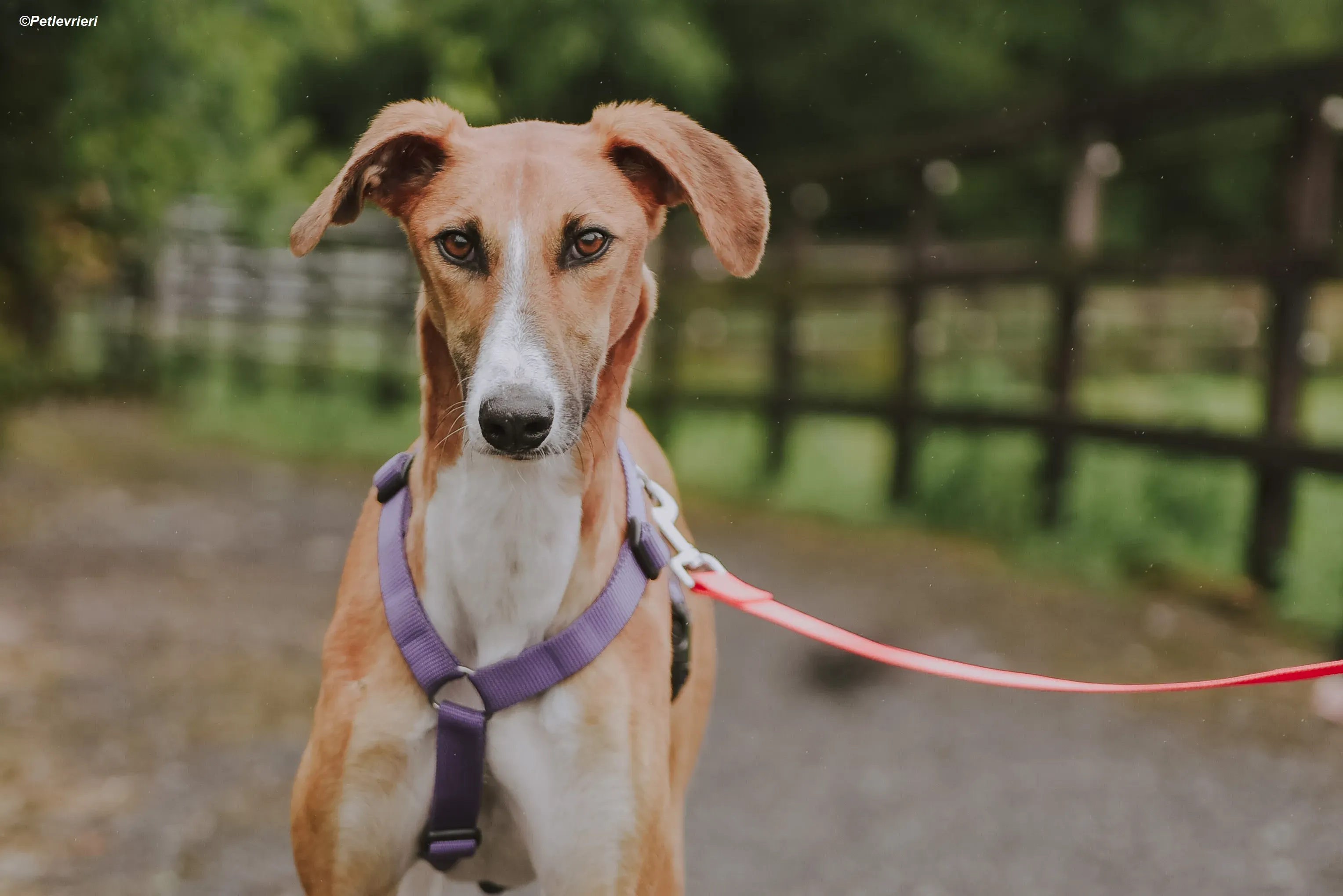 Monty adozione levrieri greyhound 26