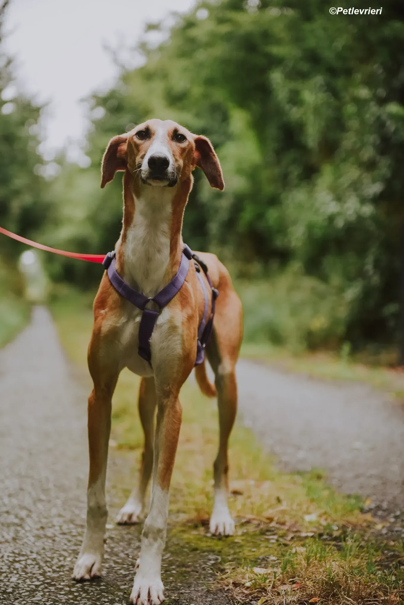 Monty adozione levrieri greyhound 27