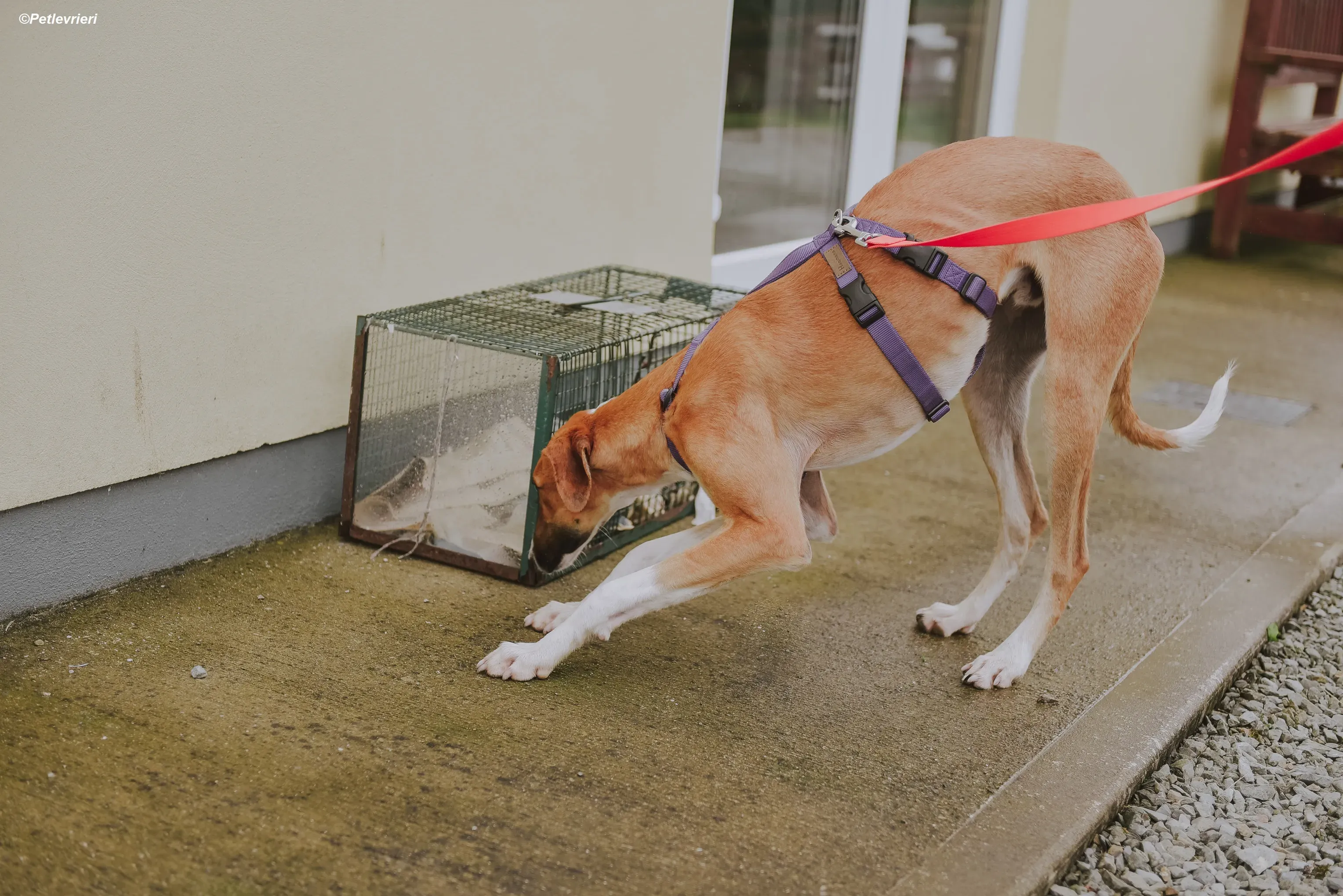 Monty adozione levrieri greyhound 28