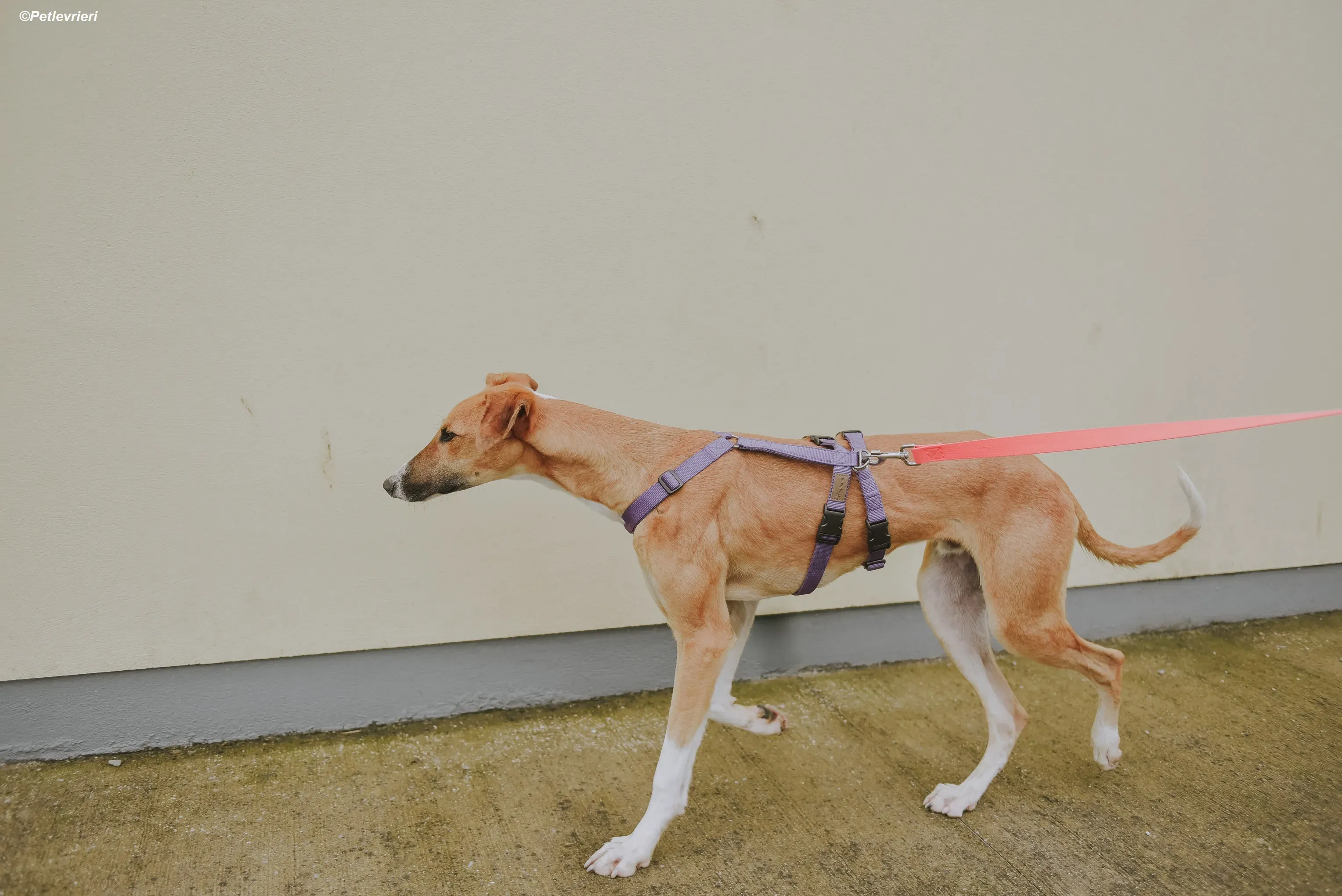 Monty adozione levrieri greyhound 29