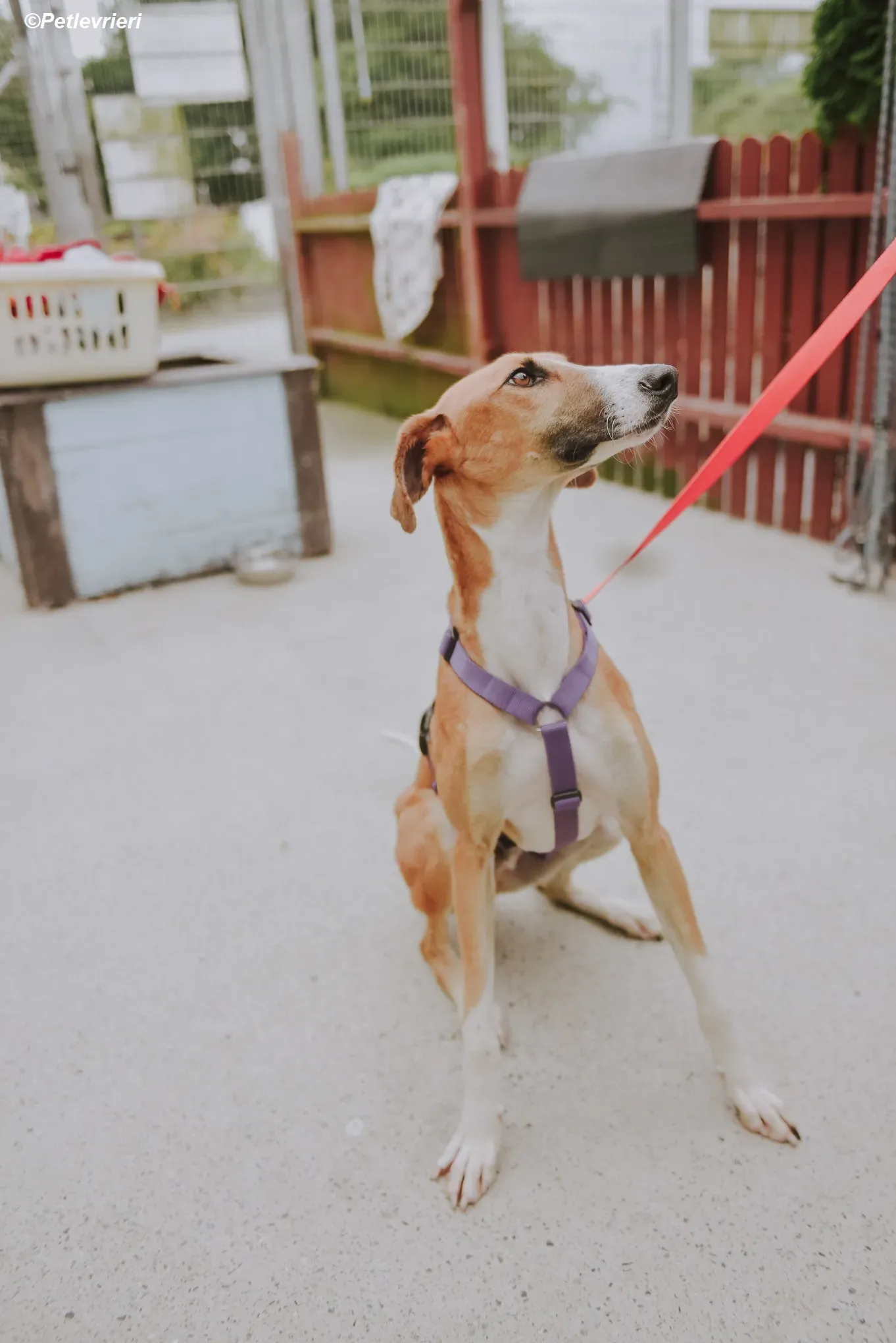 Monty adozione levrieri greyhound 30