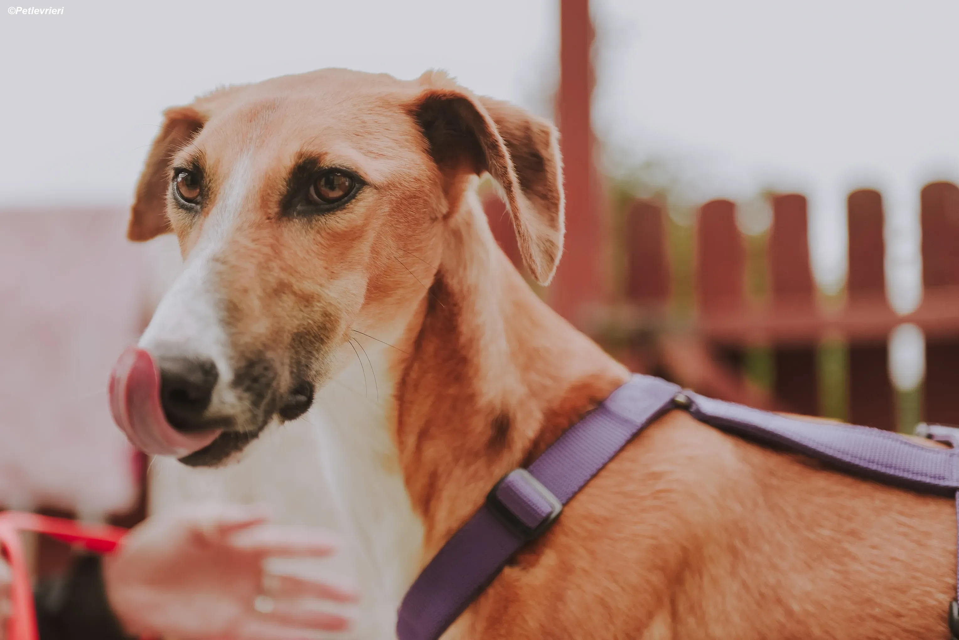 Monty adozione levrieri greyhound 31