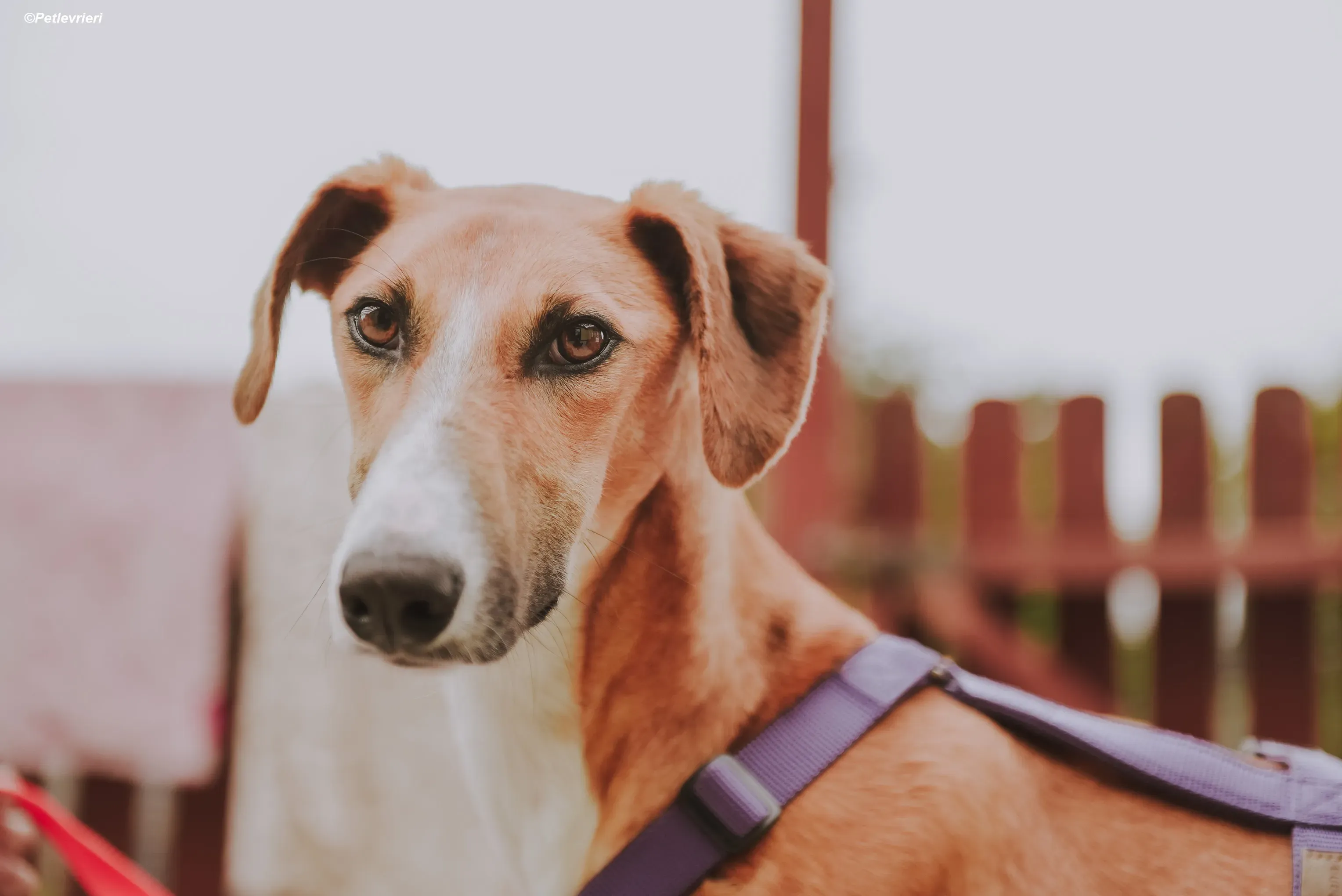 Monty adozione levrieri greyhound 32