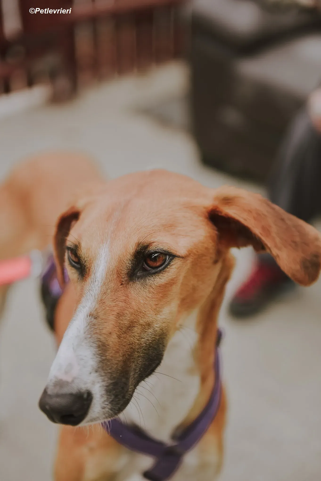 Monty adozione levrieri greyhound 33