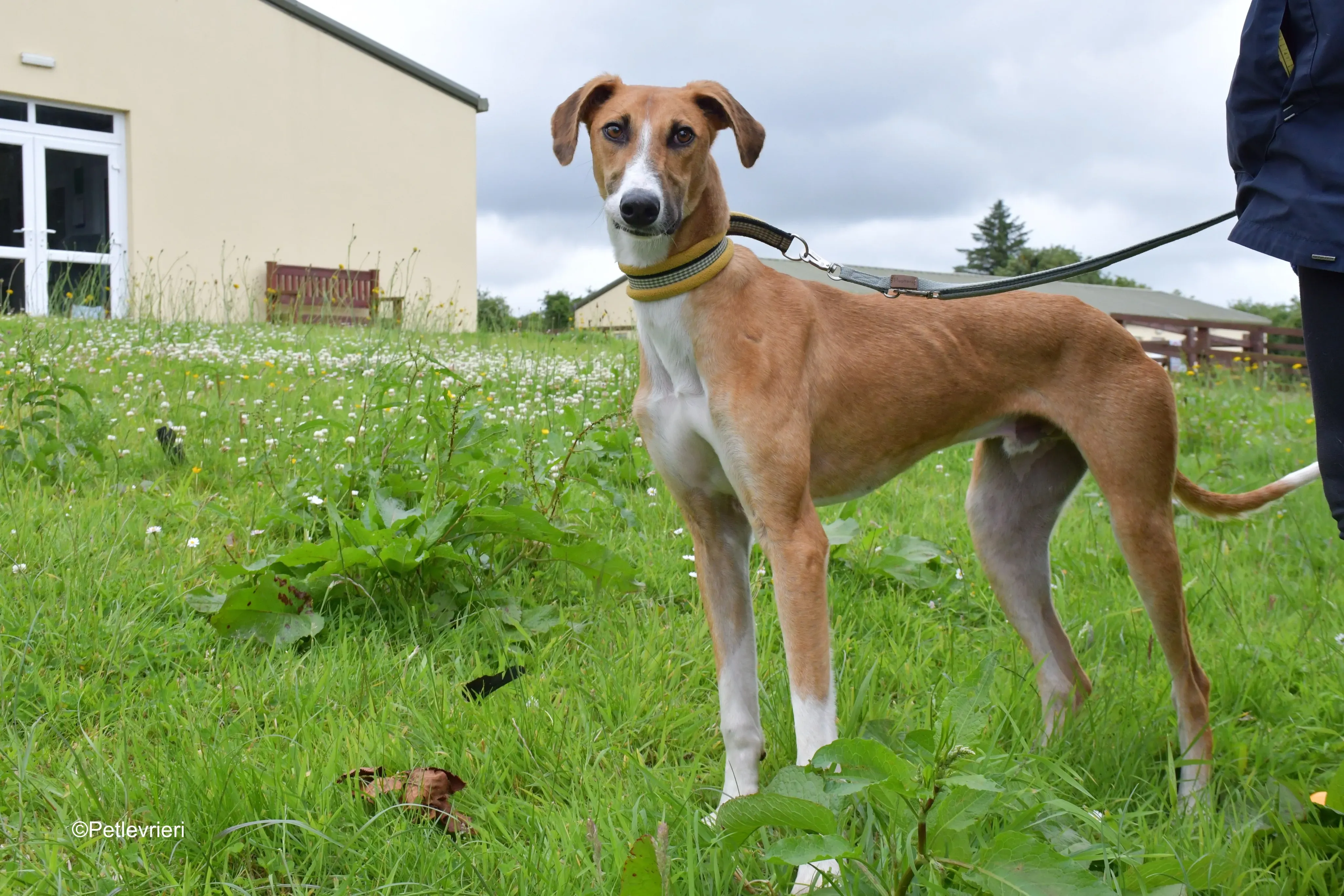 Monty adozione levrieri greyhound 3