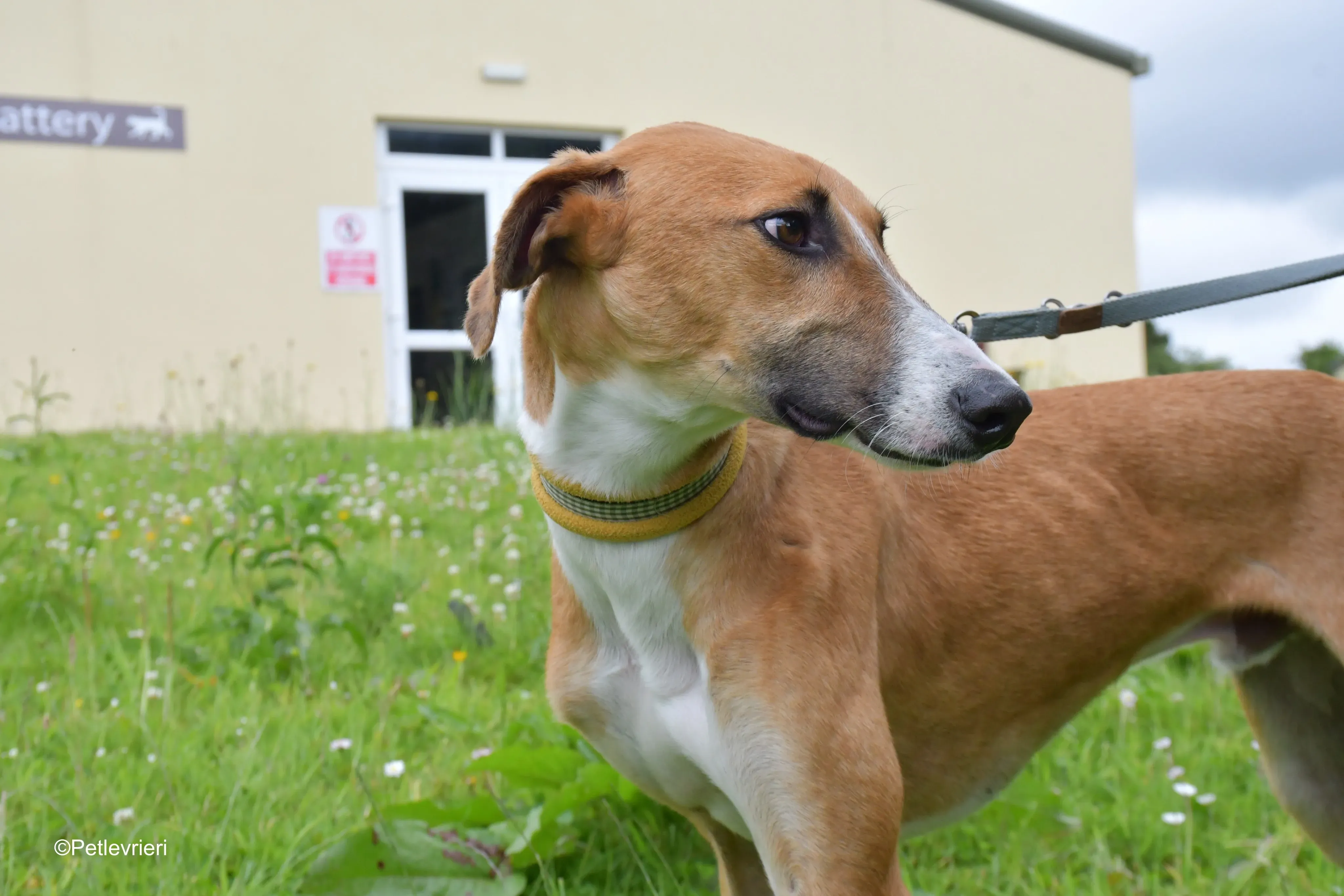 Monty adozione levrieri greyhound 5