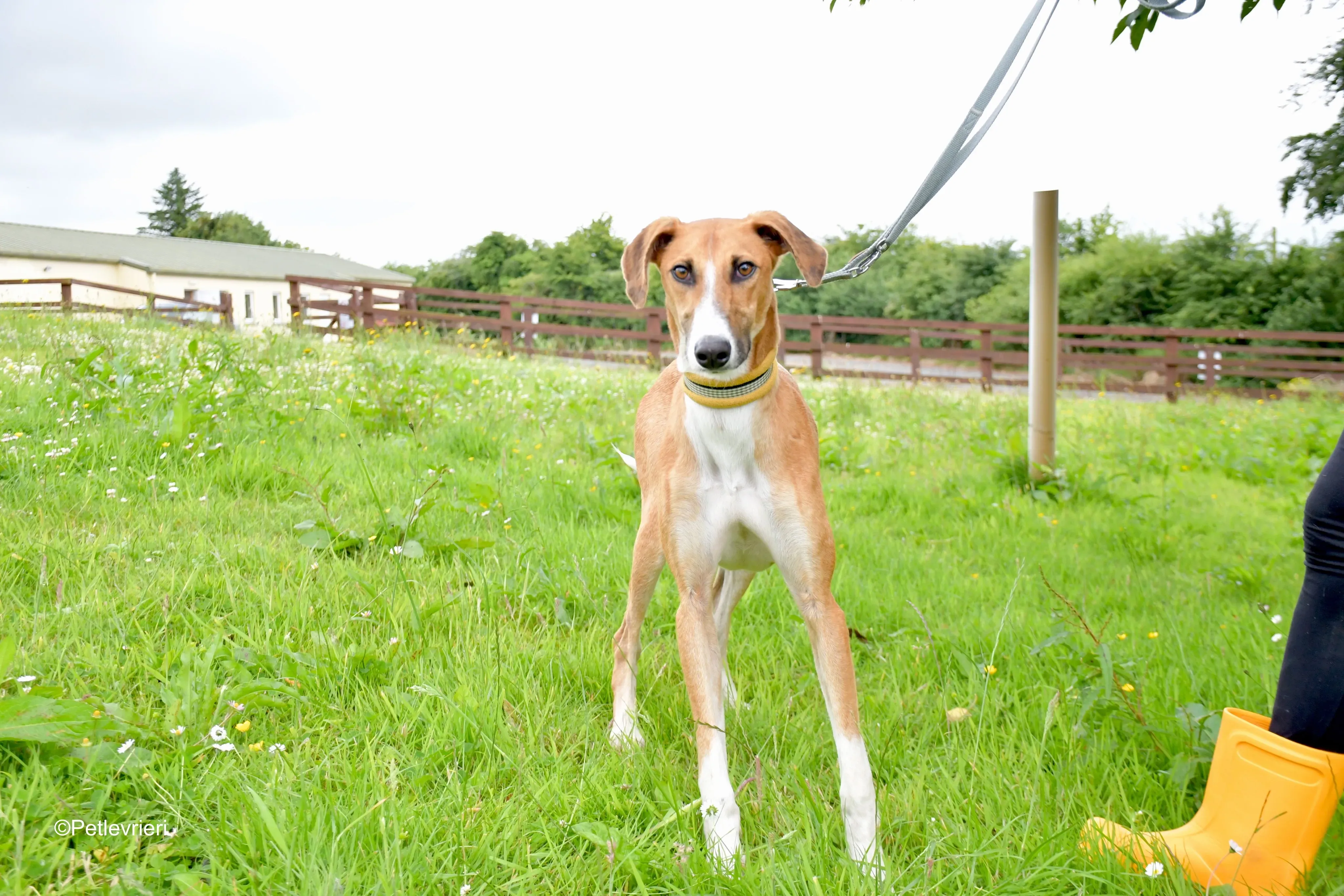 Monty adozione levrieri greyhound 6