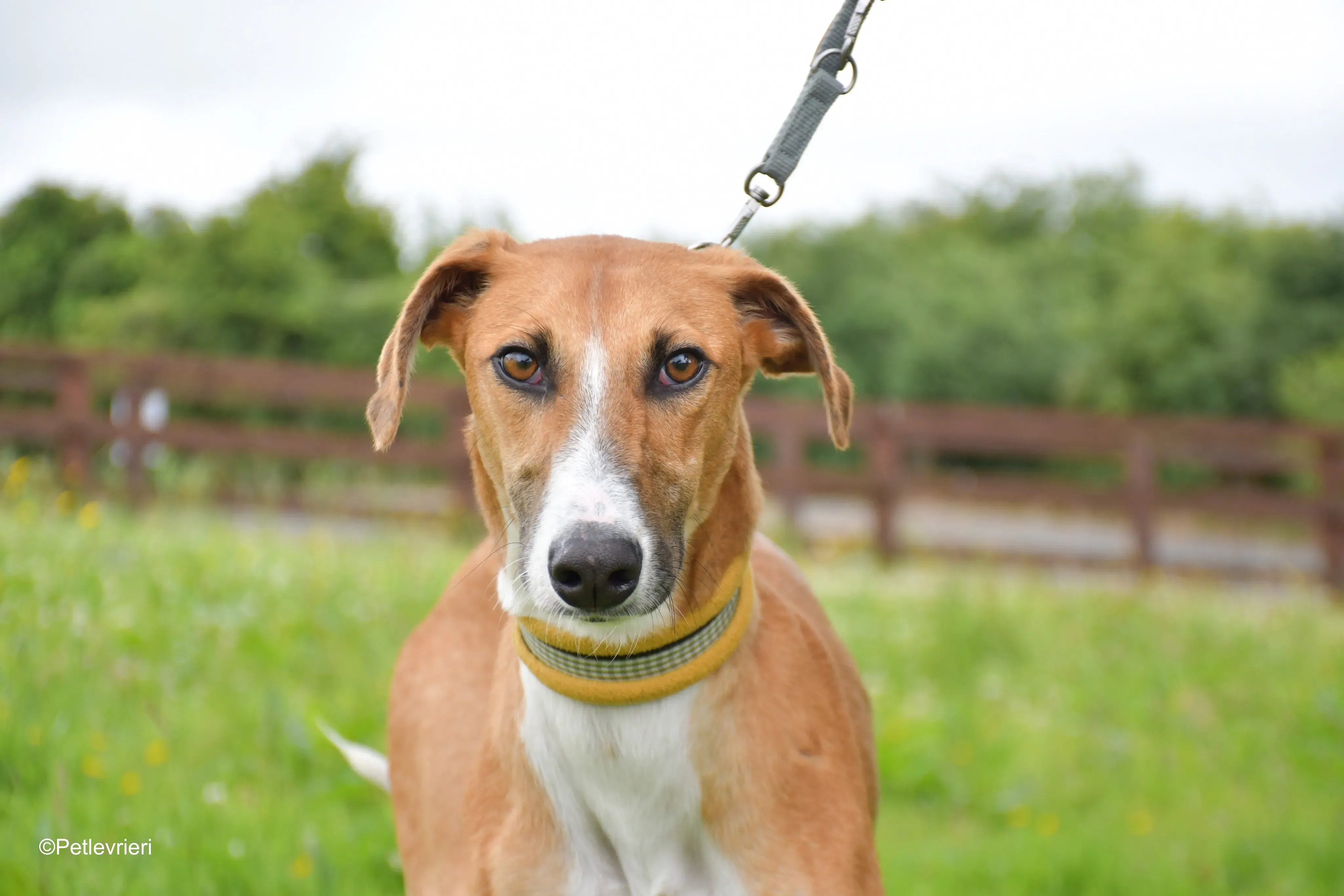 Monty adozione levrieri greyhound 8