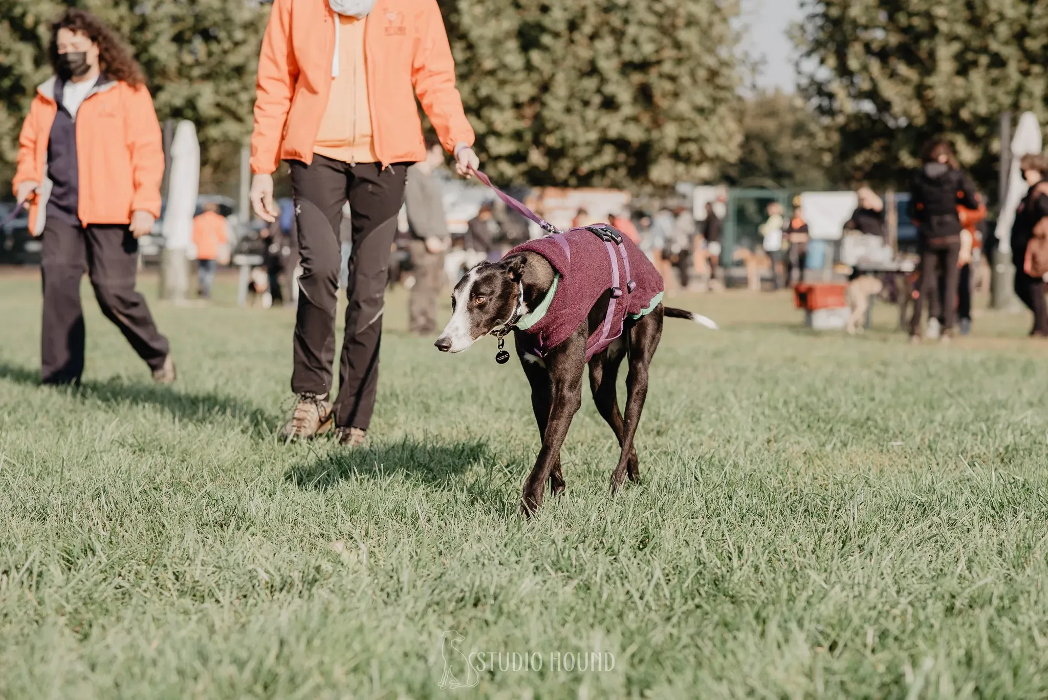 Monty adozione levriero greyhound 40