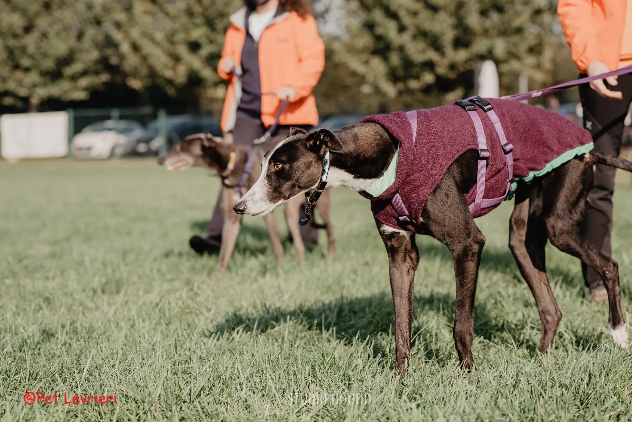 Monty adozione levriero greyhound 41