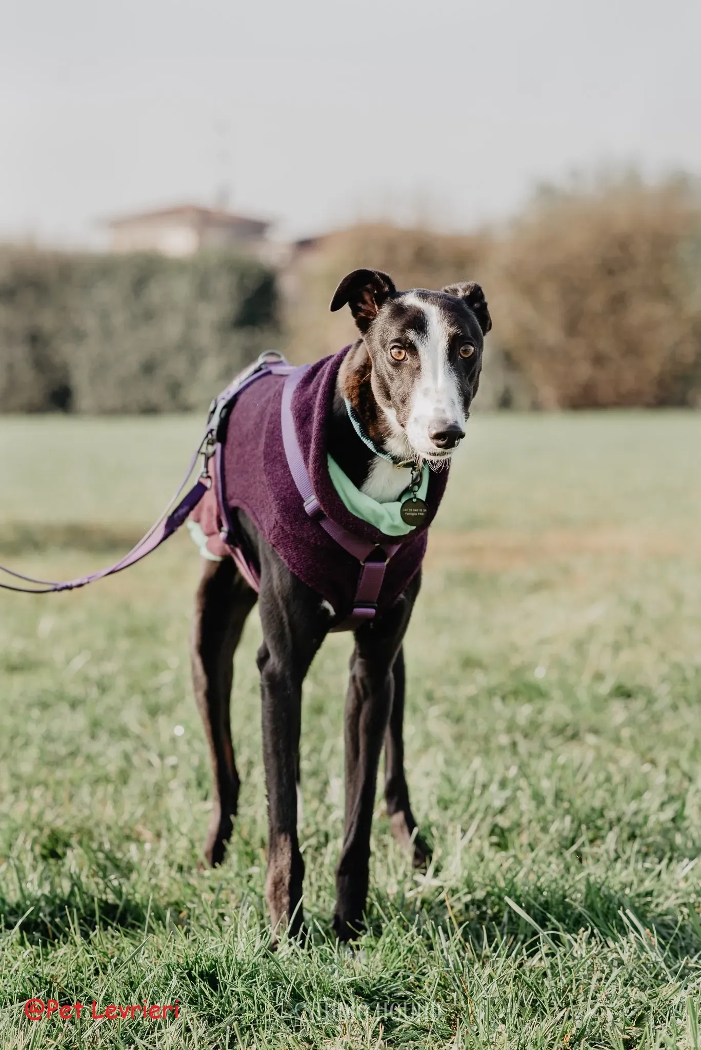 Monty adozione levriero greyhound 42