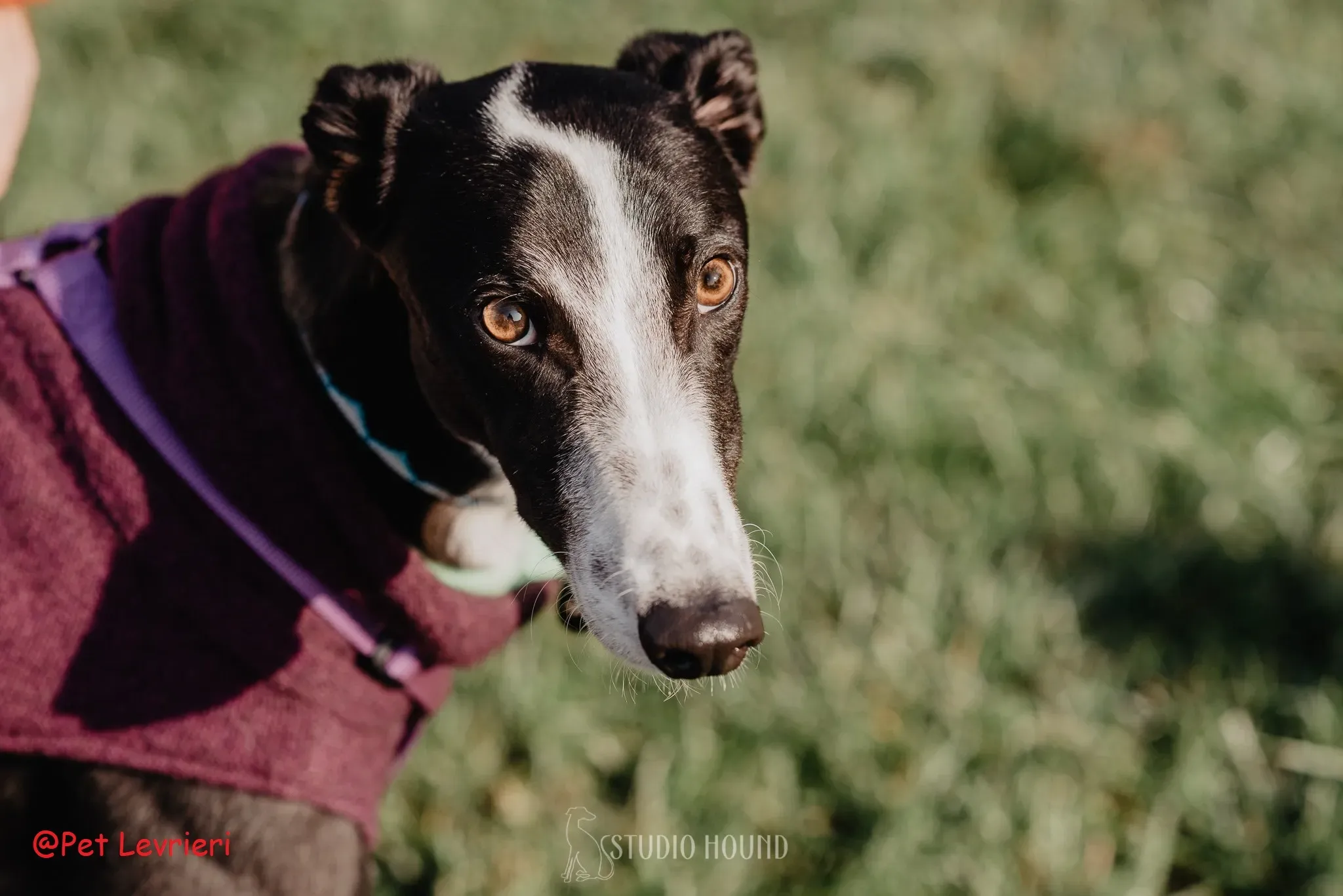 Monty adozione levriero greyhound 43