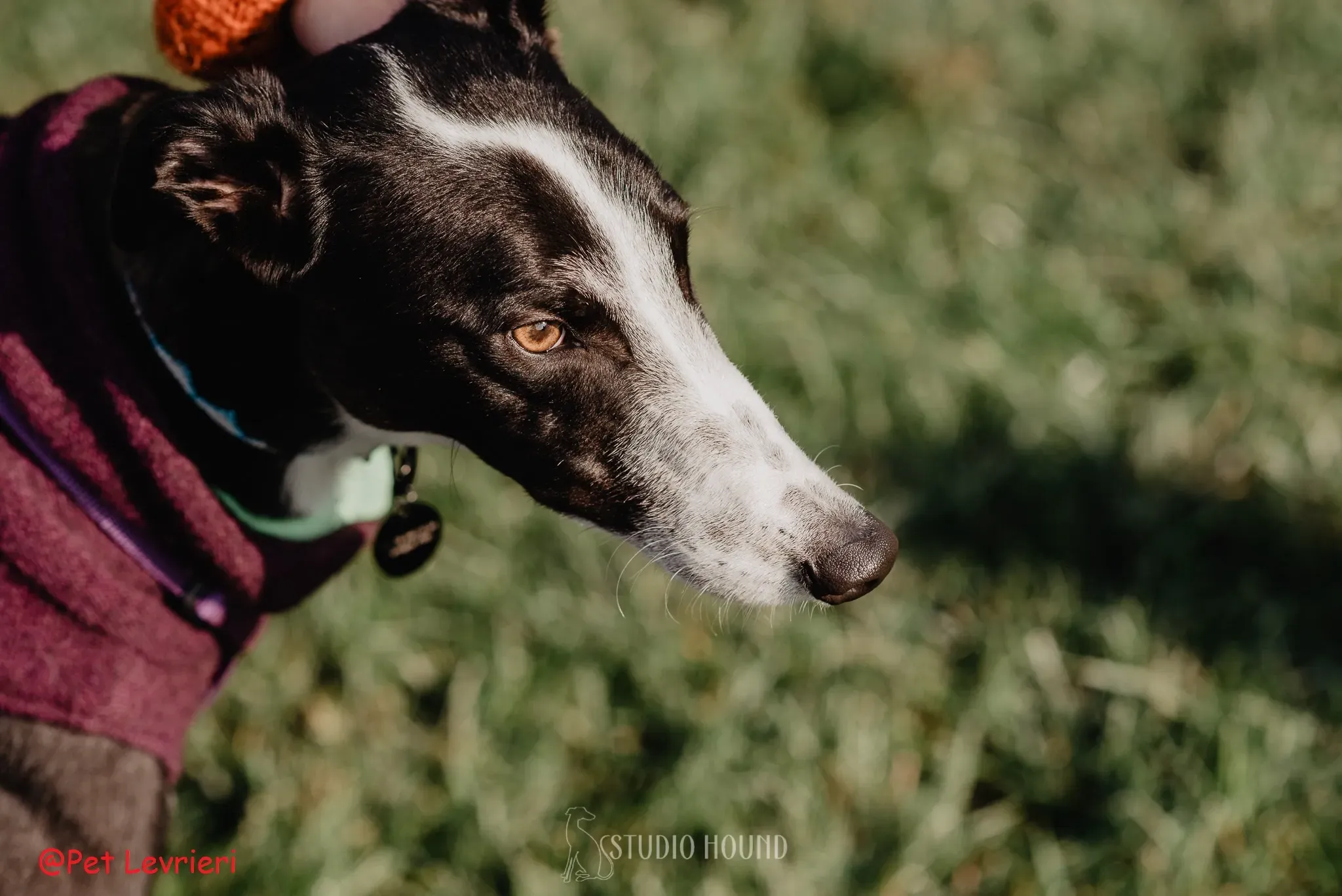 Monty adozione levriero greyhound 44