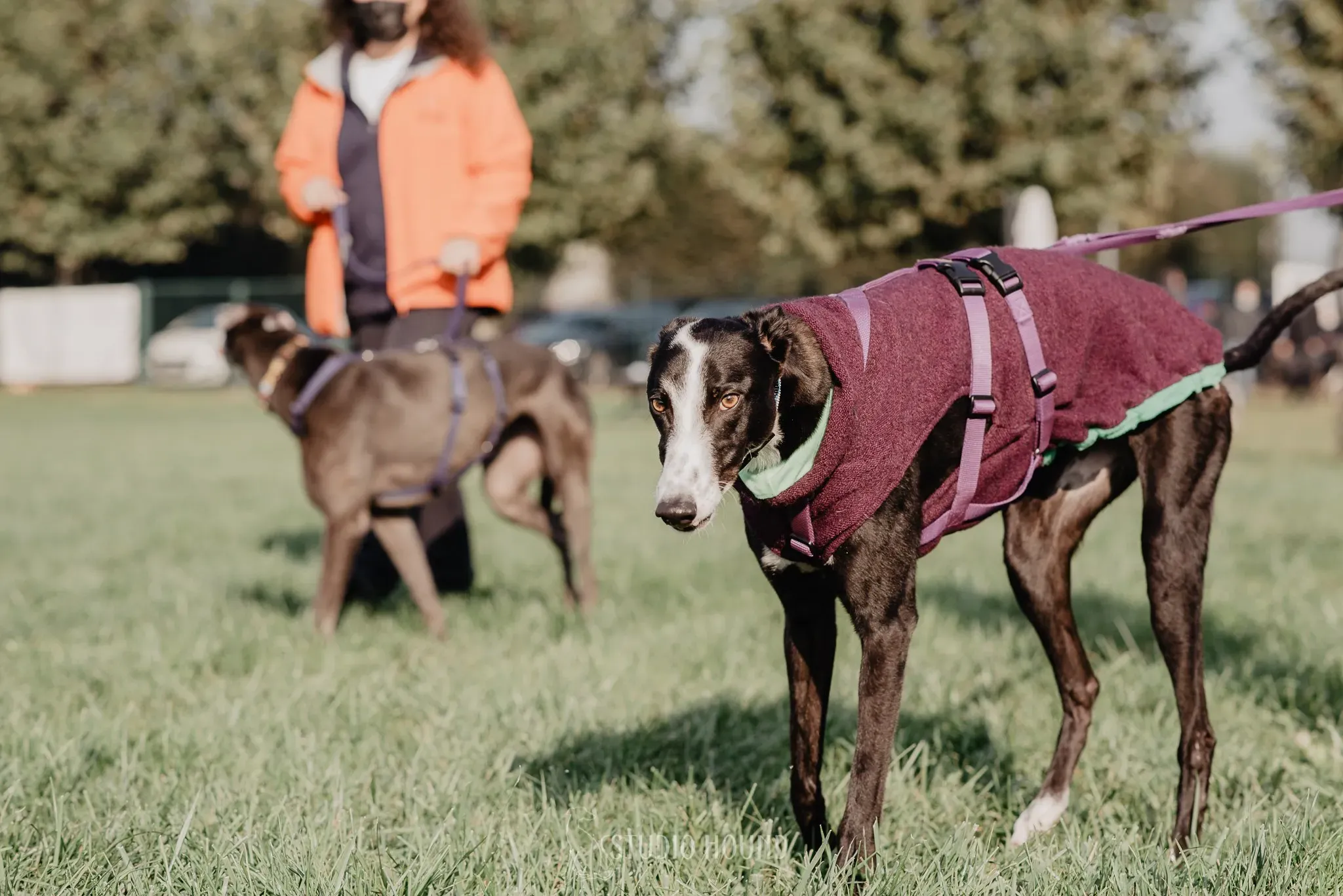 Monty adozione levriero greyhound 45