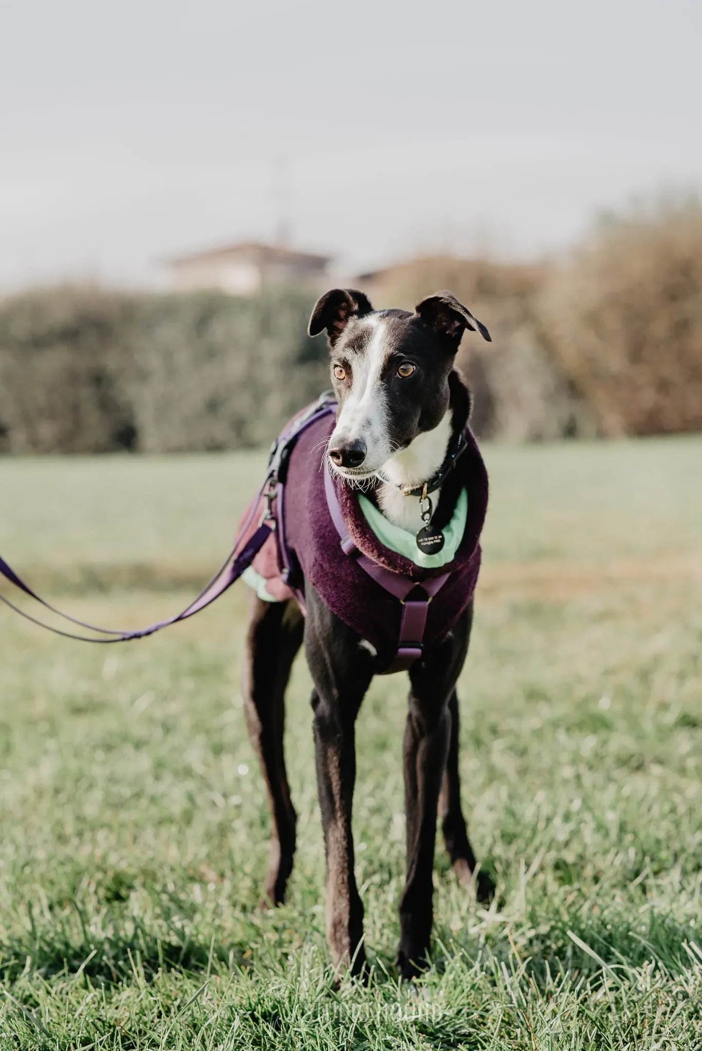 Monty adozione levriero greyhound 46