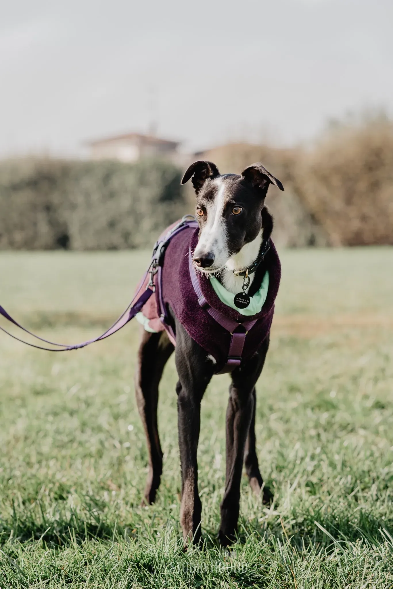 Monty adozione levriero greyhound 47