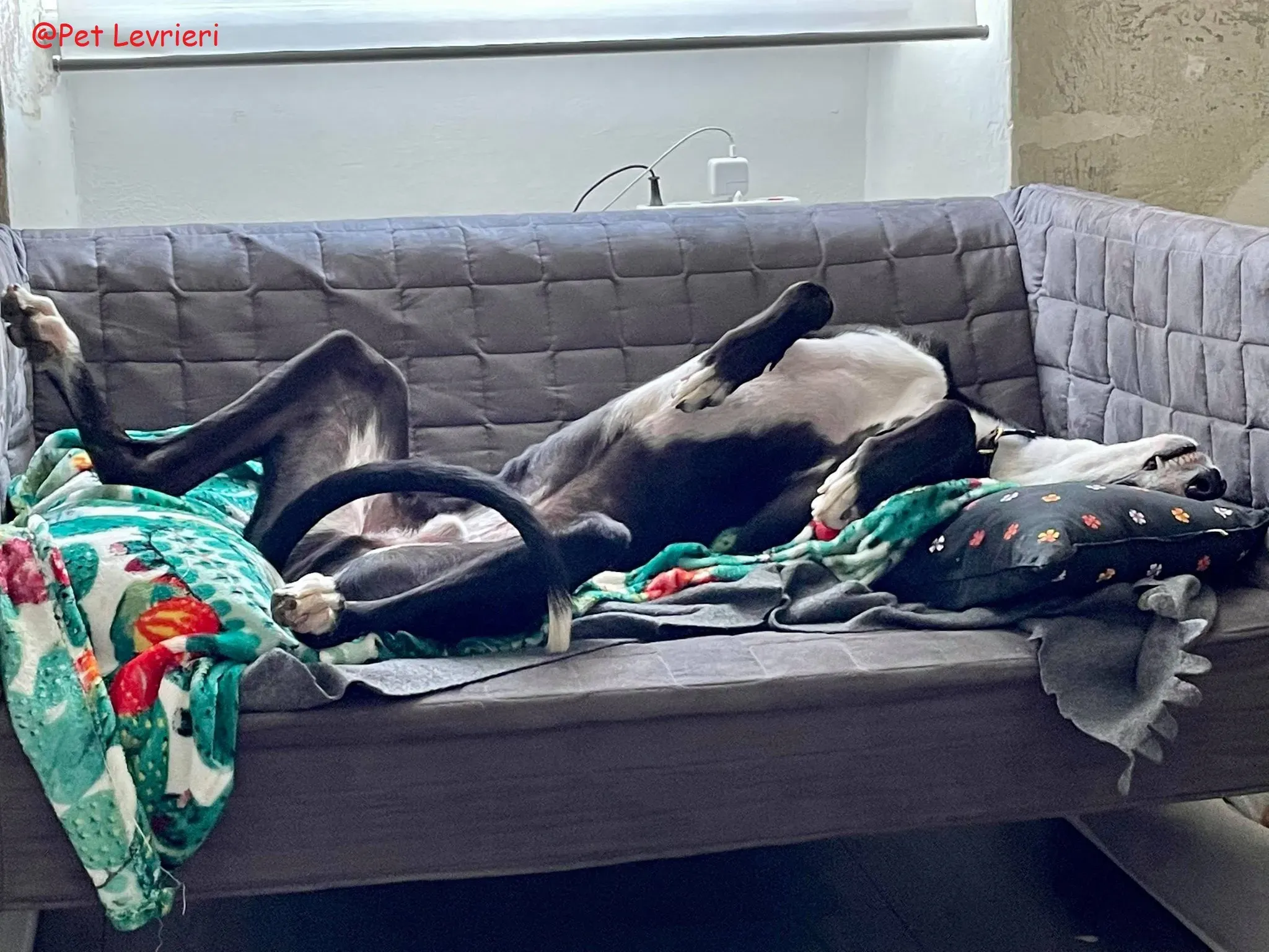 Monty adozione levriero greyhound 48