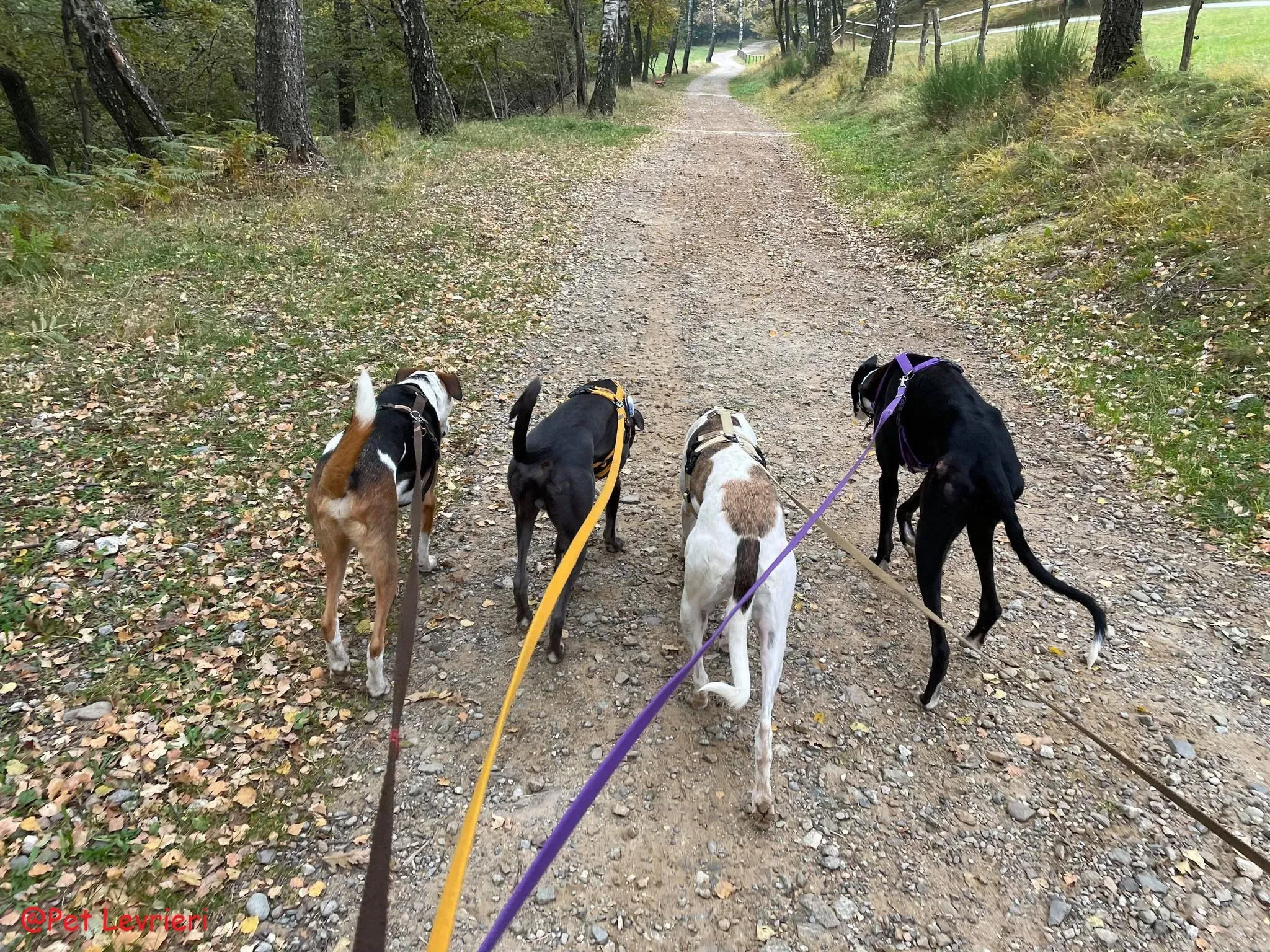 Monty adozione levriero greyhound 49