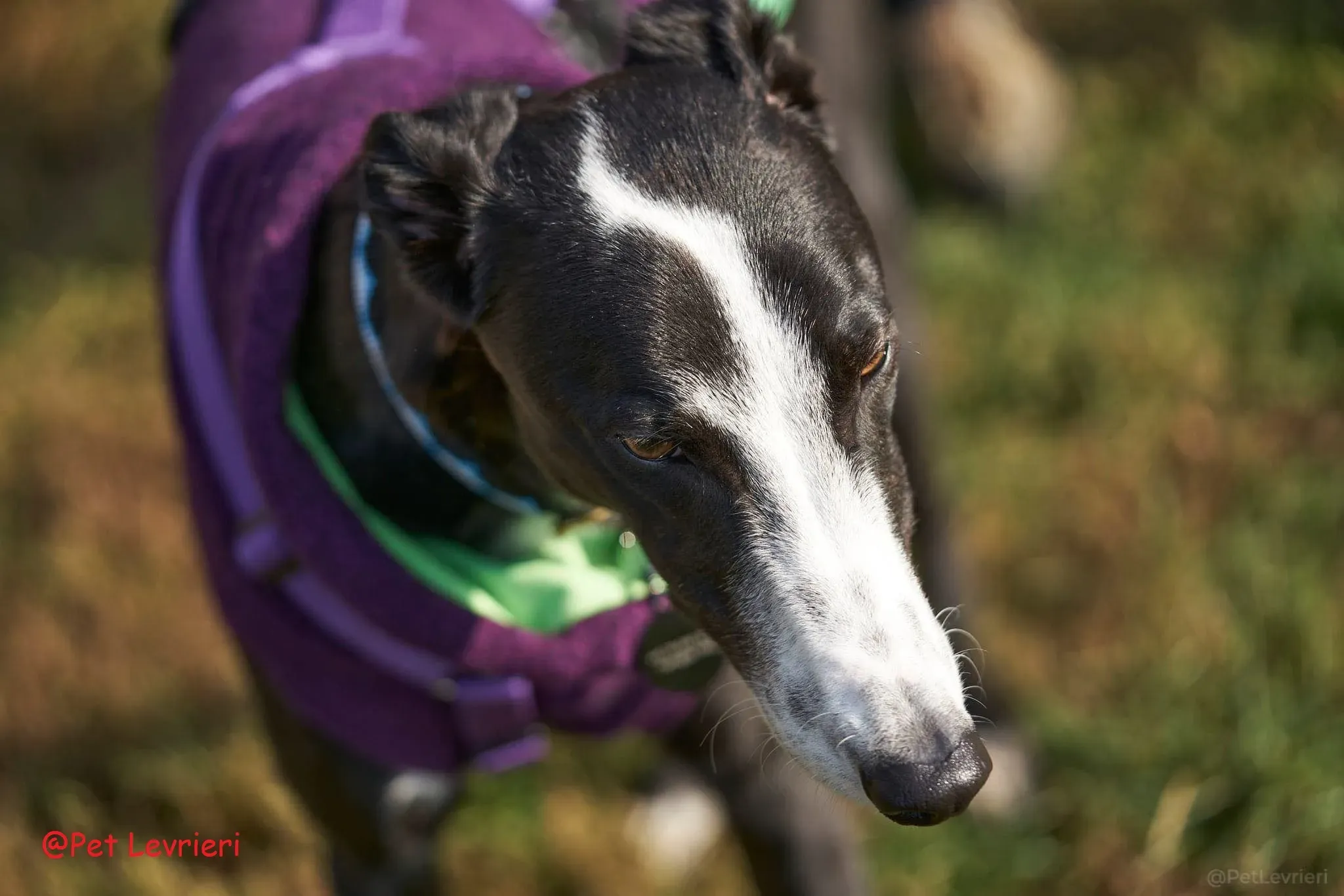 Monty adozione levriero greyhound 50