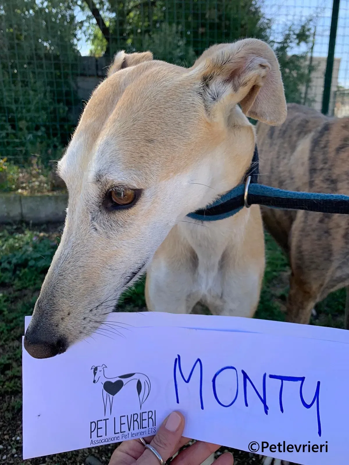 Monty galgo adozione pet levrieri onlus 1