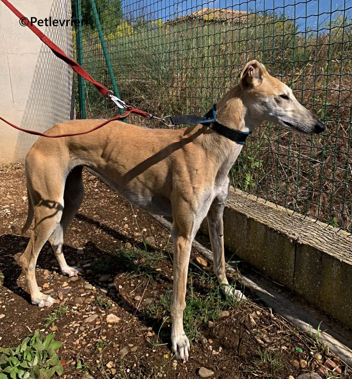 Monty galgo adozione pet levrieri onlus 10