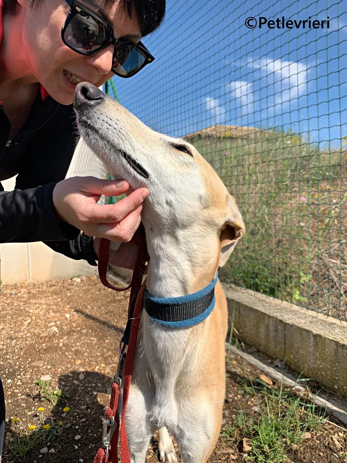 Monty galgo adozione pet levrieri onlus 11