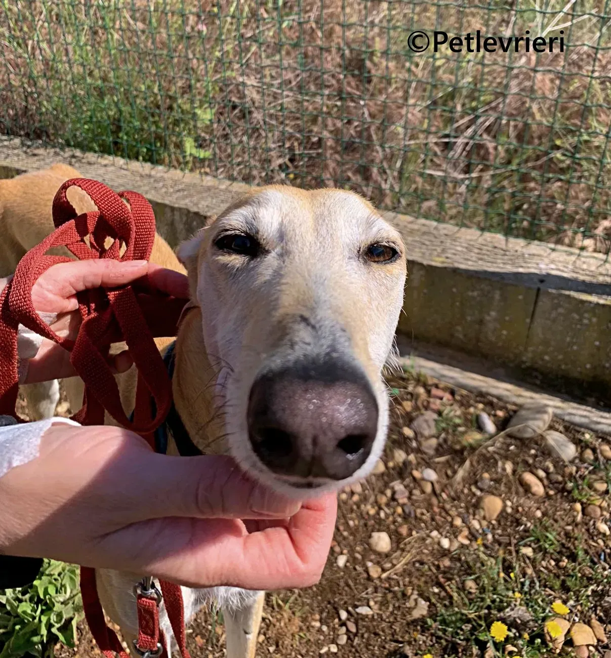 Monty galgo adozione pet levrieri onlus 12