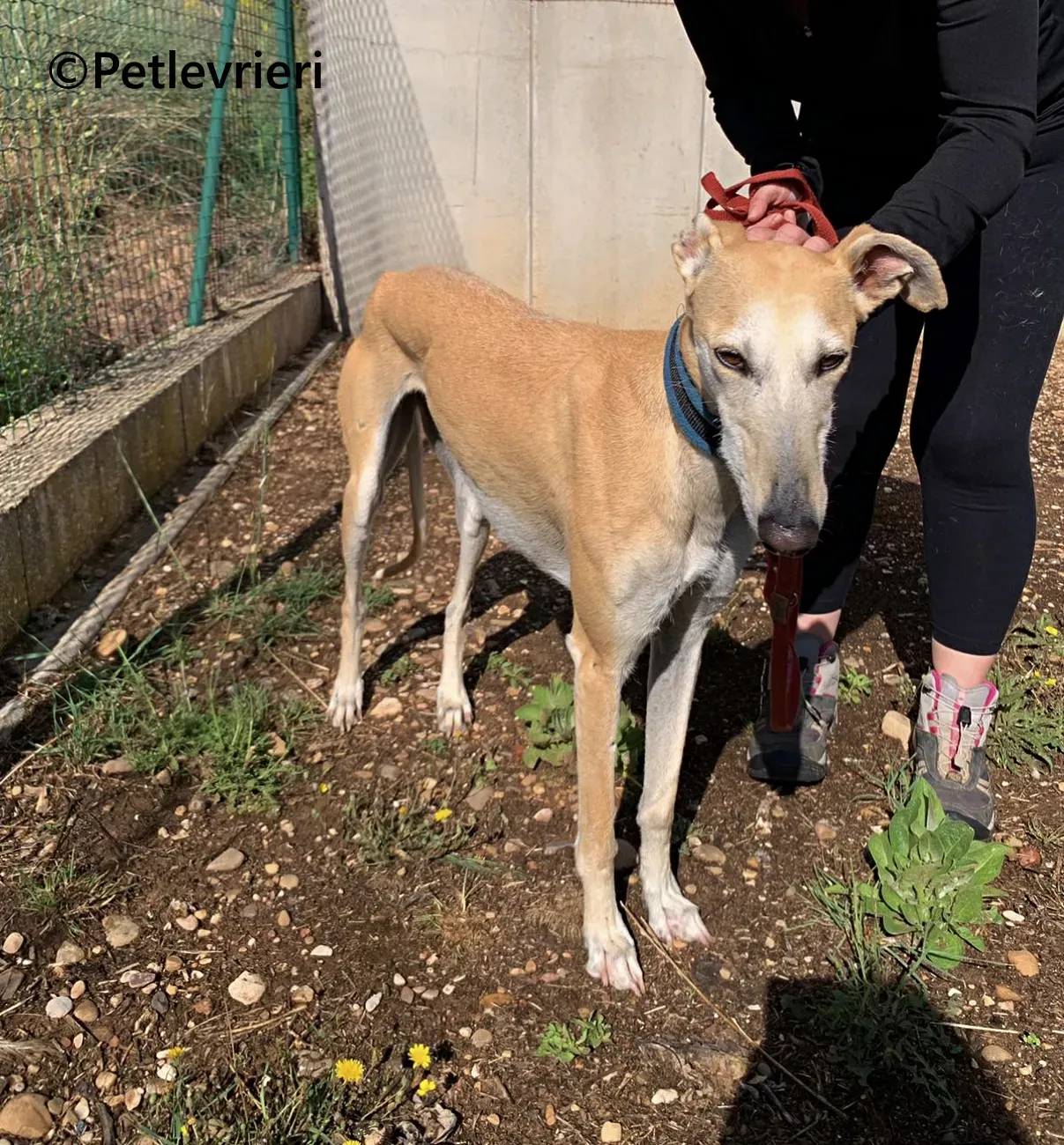 Monty galgo adozione pet levrieri onlus 13