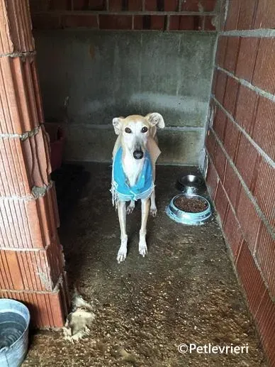 Monty galgo adozione pet levrieri onlus 14