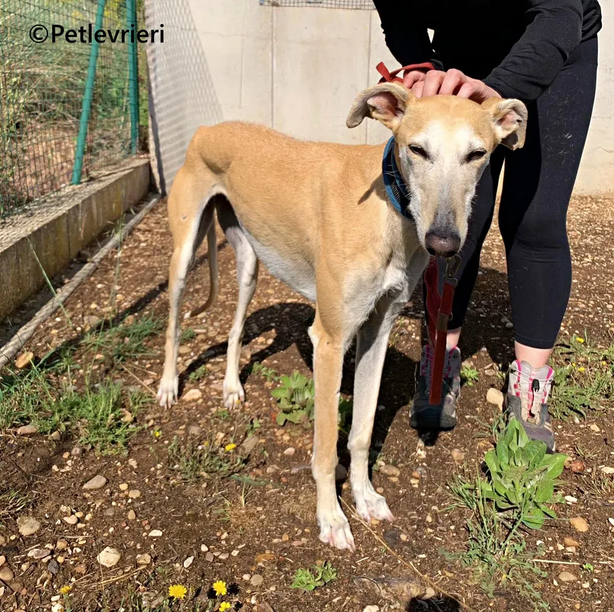 Monty galgo adozione pet levrieri onlus 15