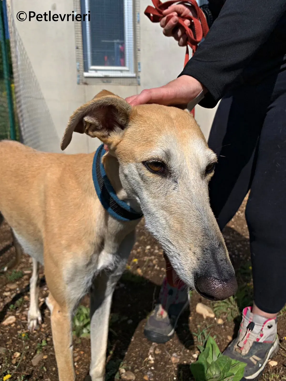 Monty galgo adozione pet levrieri onlus 16