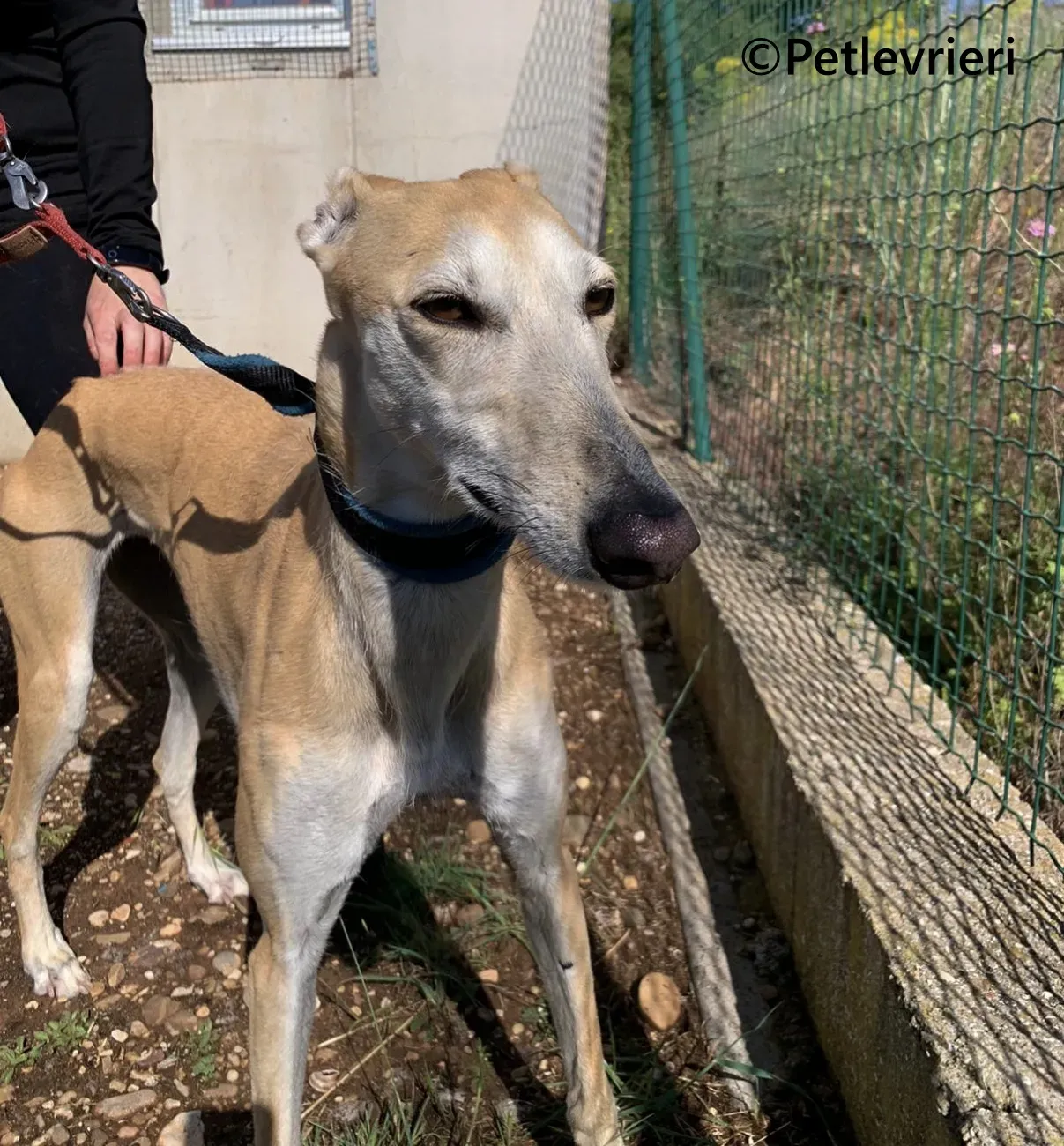 Monty galgo adozione pet levrieri onlus 2