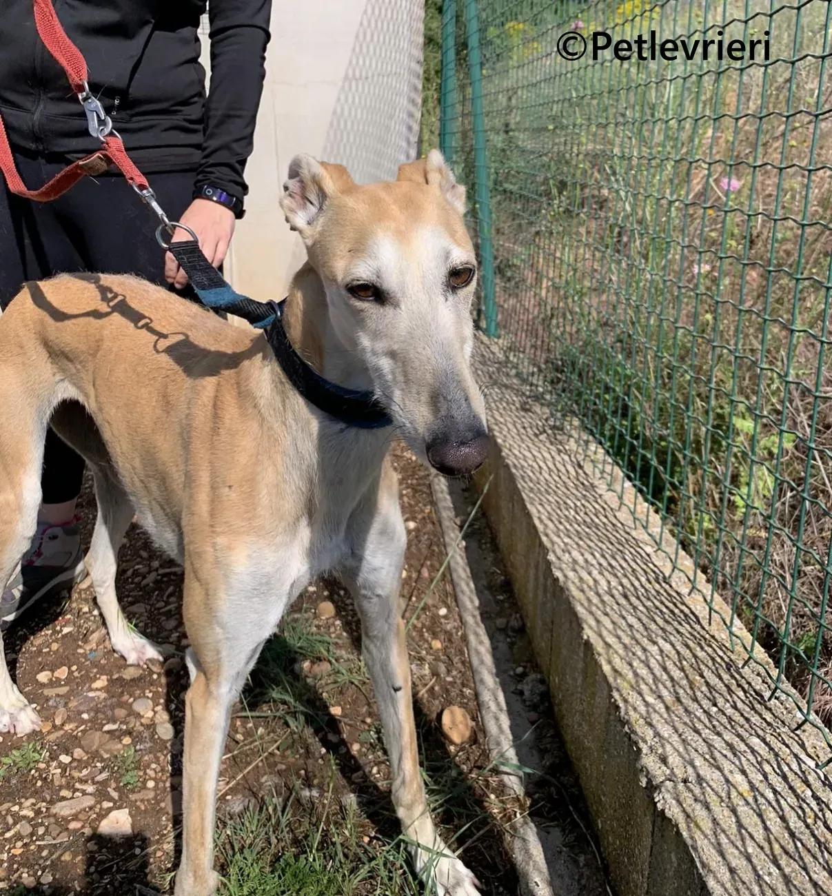 Monty galgo adozione pet levrieri onlus 3